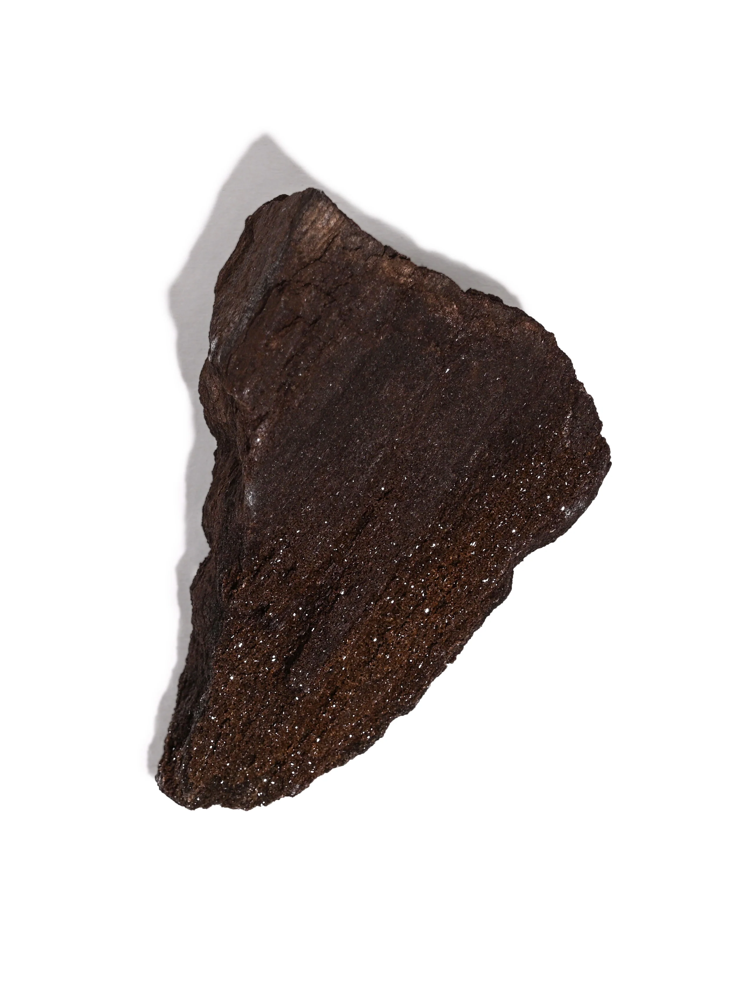 Permineralized Wood - Image 10