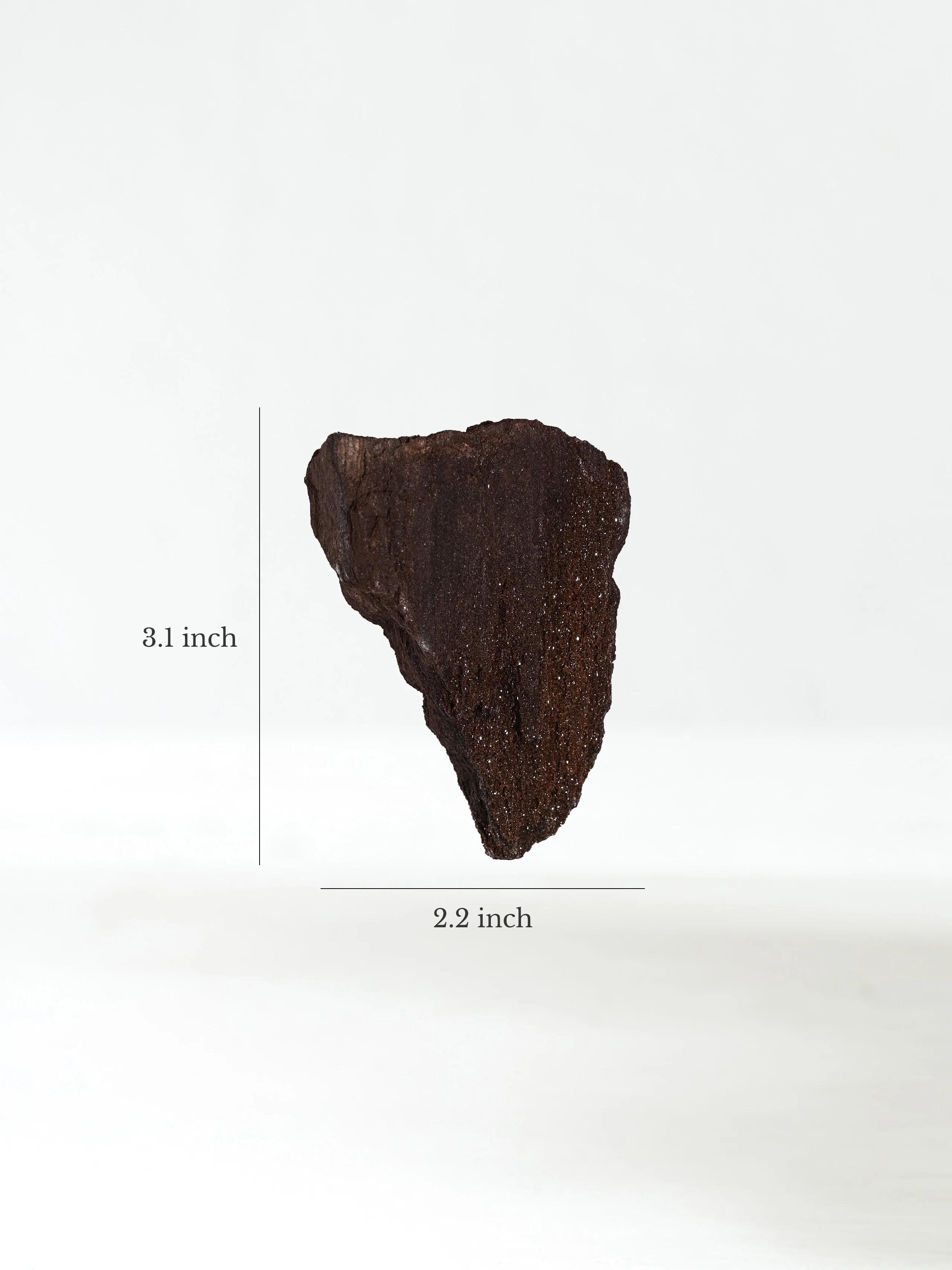 Permineralized Wood - Image 11