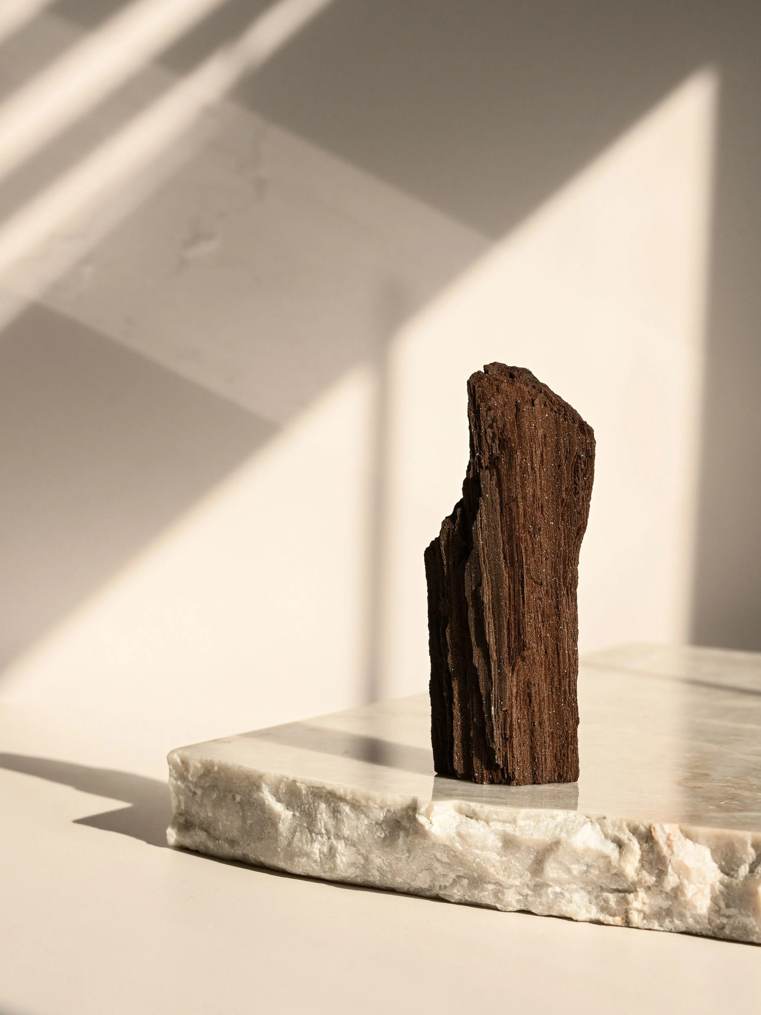 Permineralized Wood - Image 12
