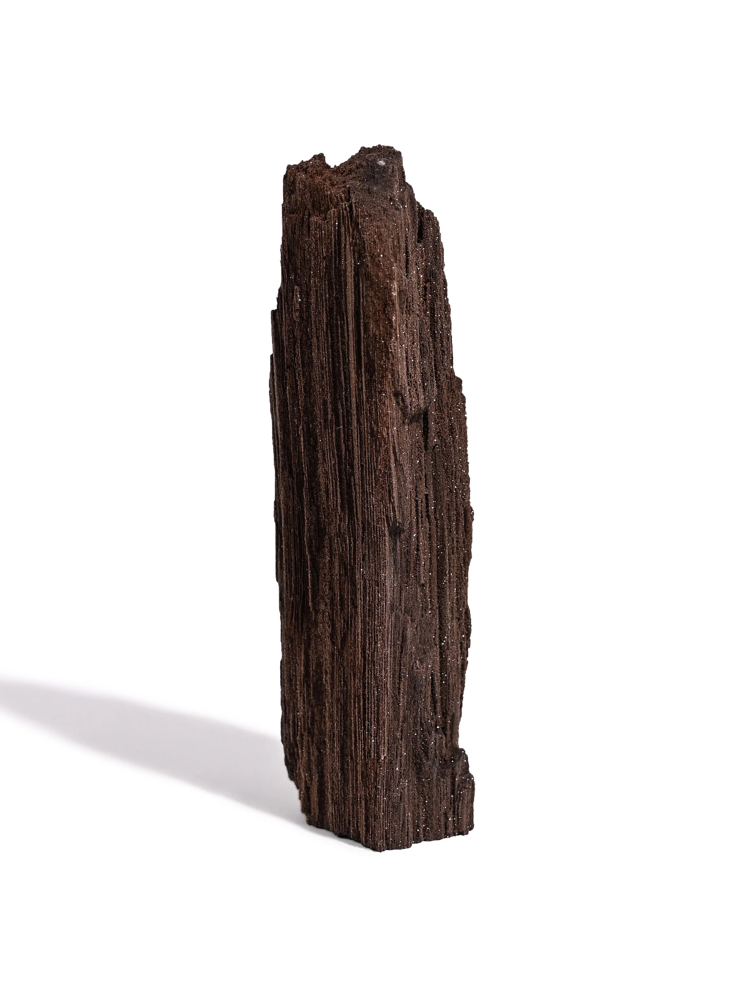 Permineralized Wood - Image 14