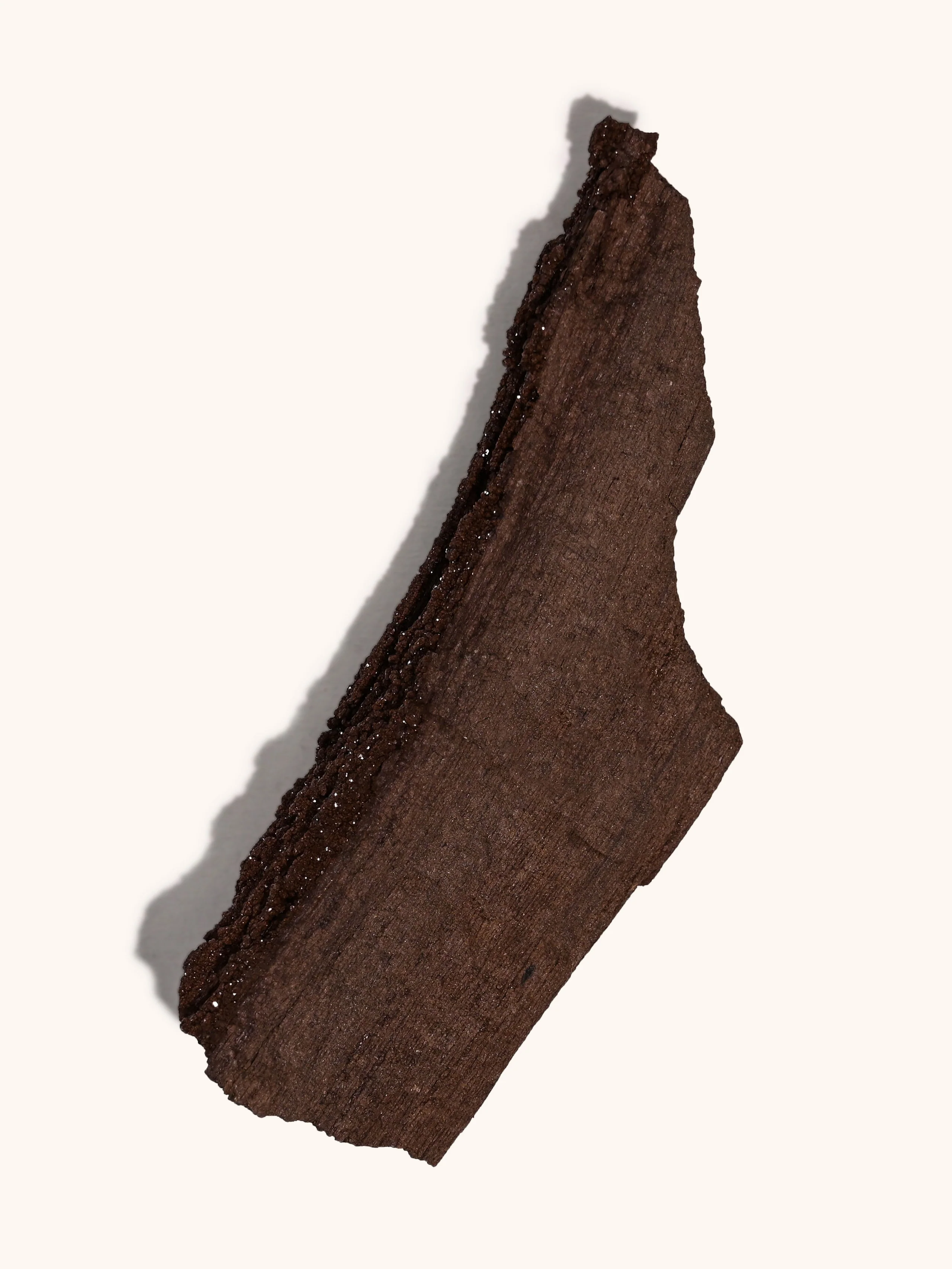 Permineralized Wood - Image 21
