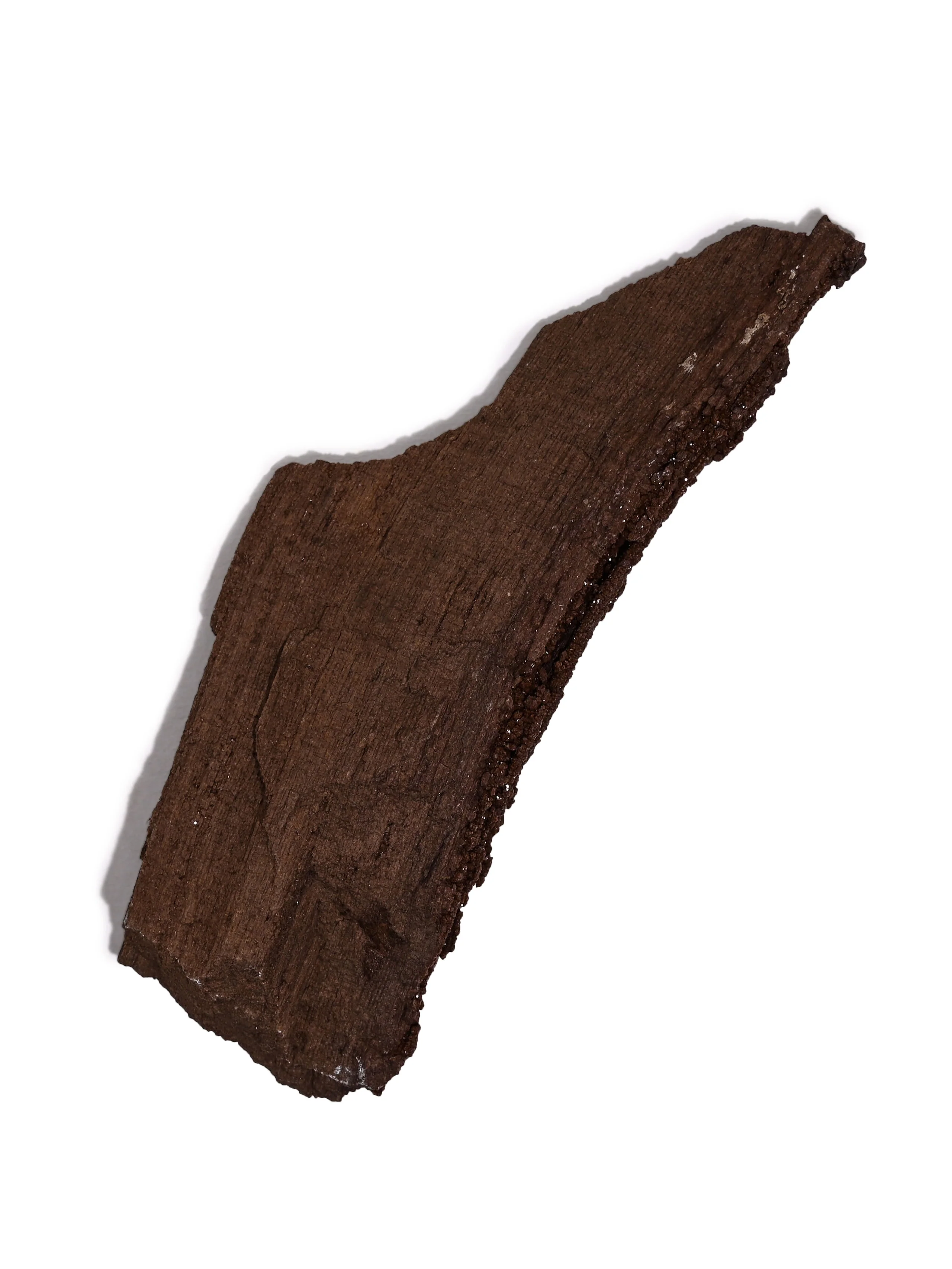 Permineralized Wood - Image 23