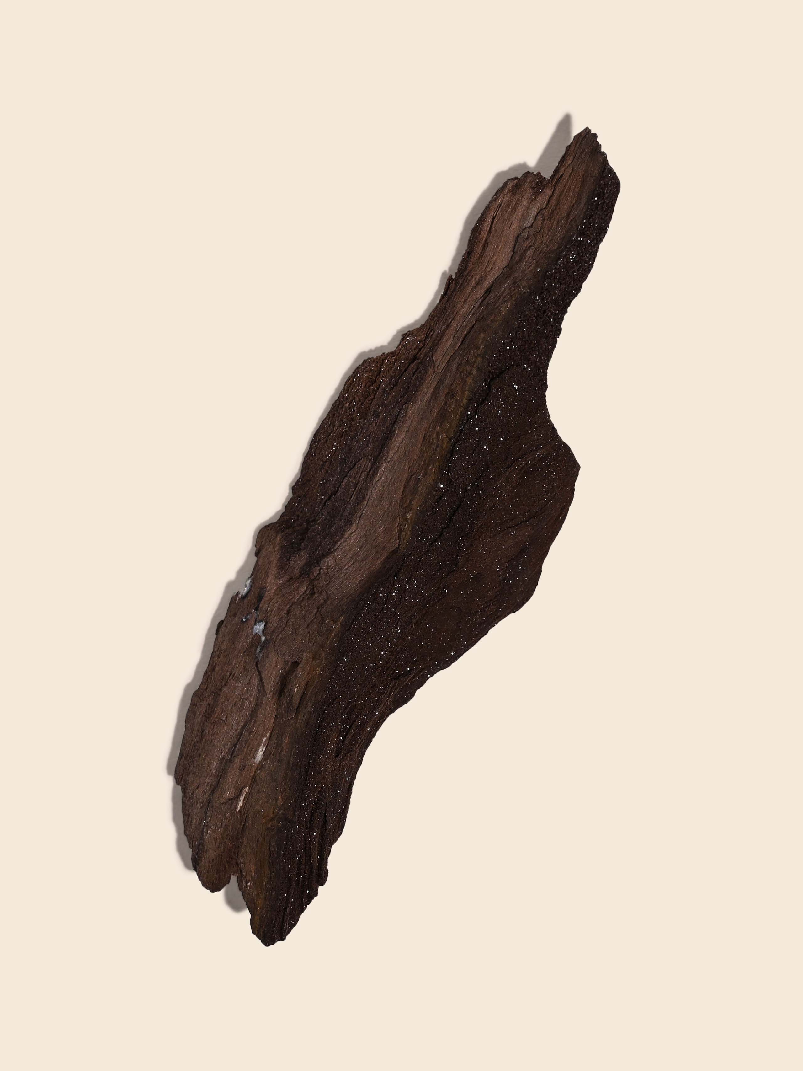 Permineralized Wood - Image 25