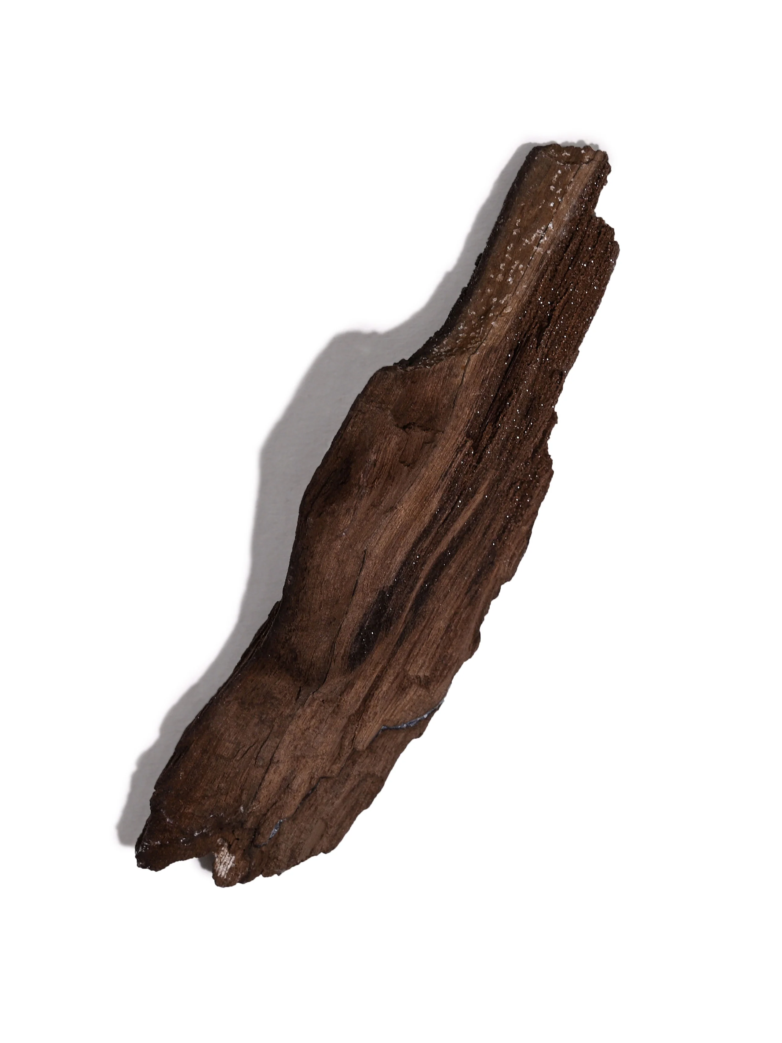 Permineralized Wood - Image 26