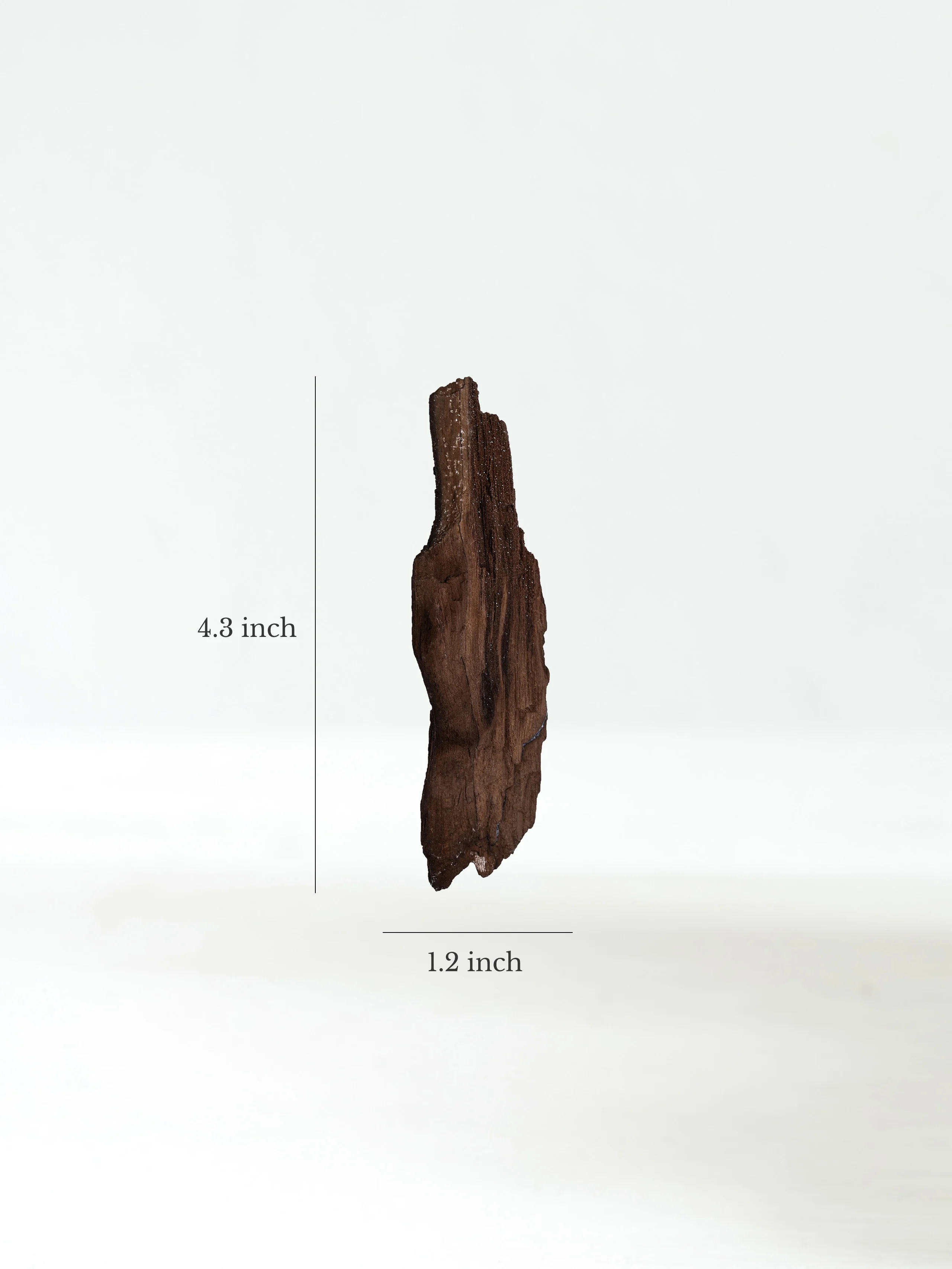 Permineralized Wood - Image 27