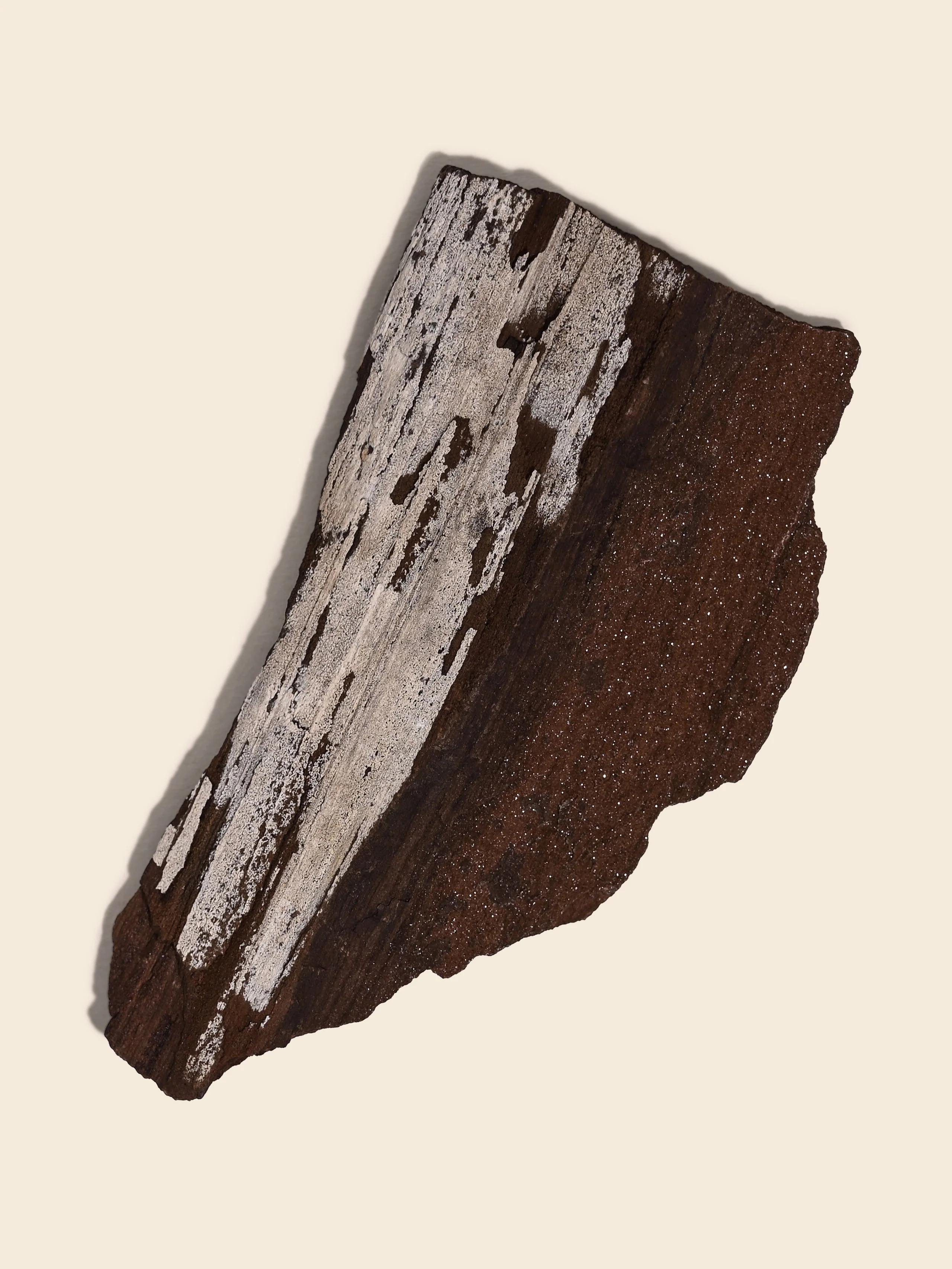 Permineralized Wood - Image 28