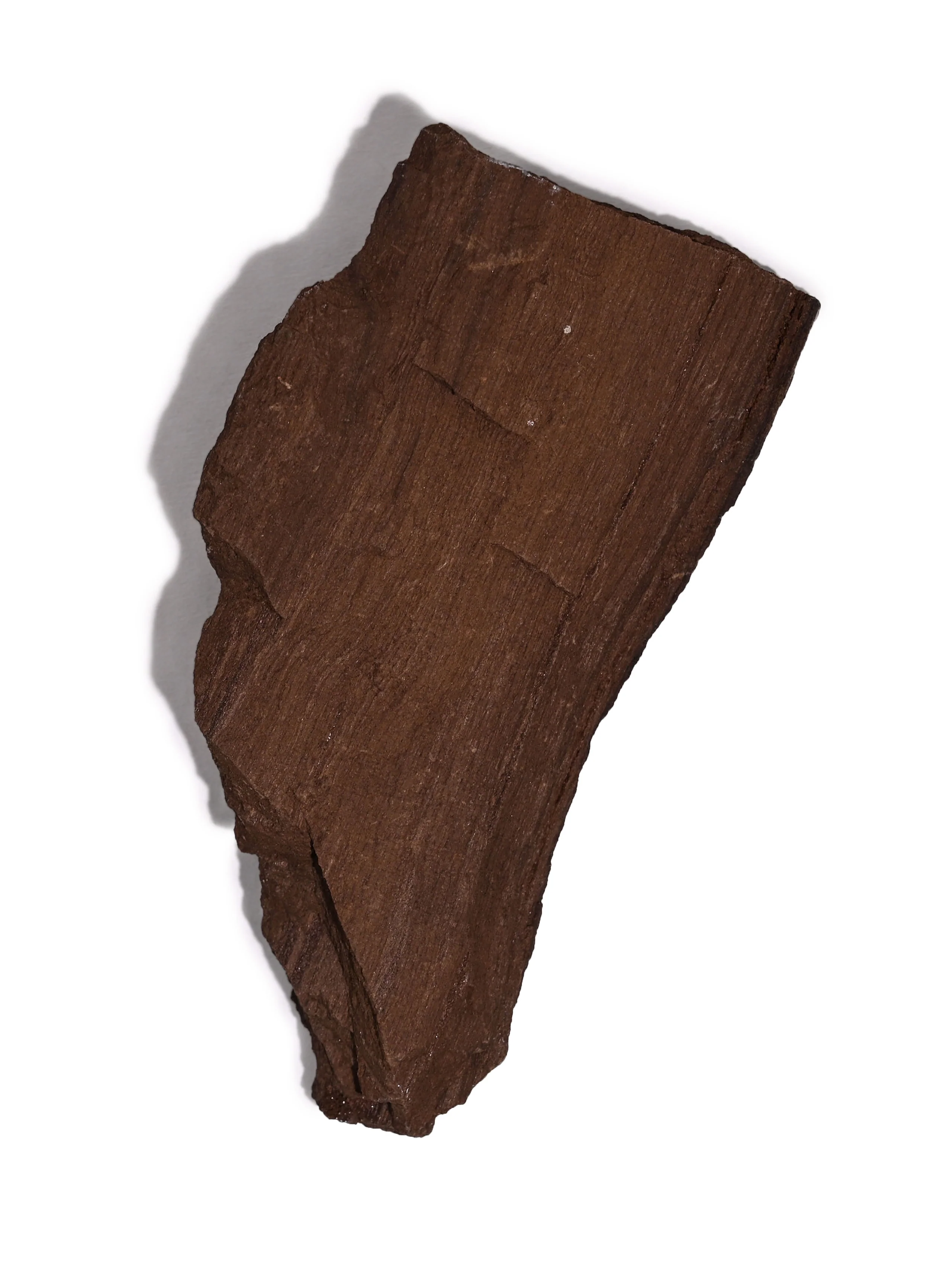 Permineralized Wood - Image 29