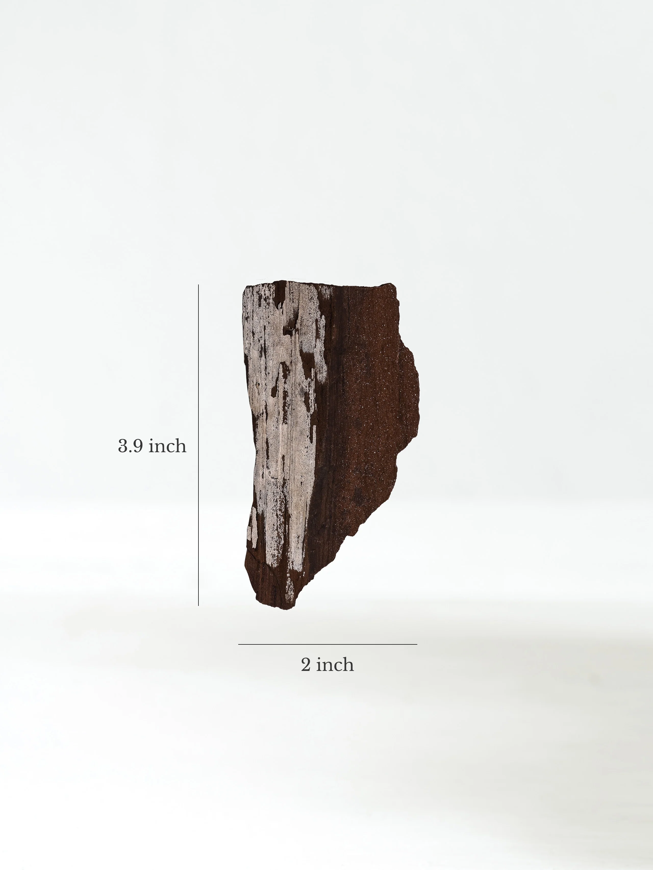 Permineralized Wood - Image 30