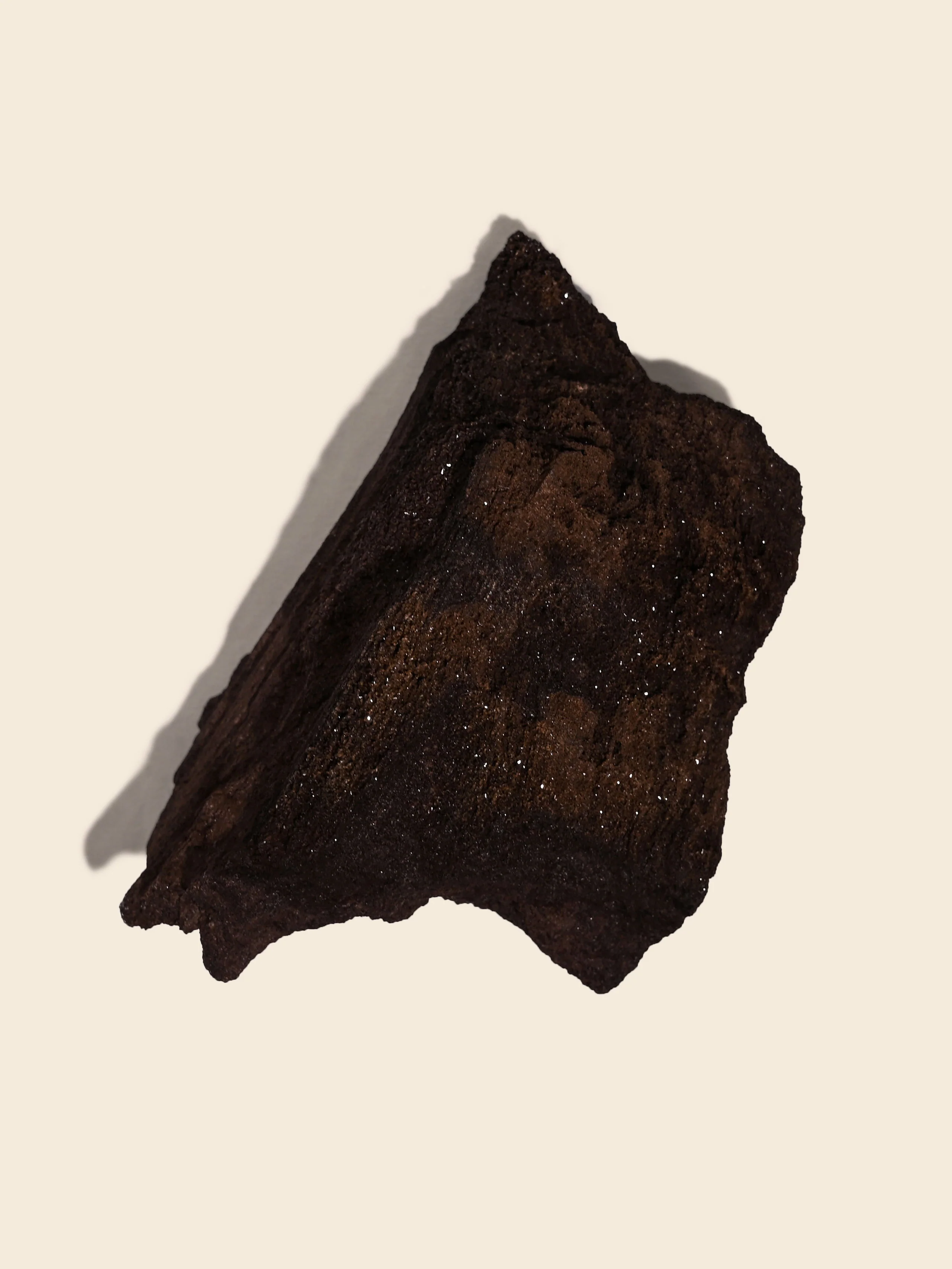 Permineralized Wood - Image 31