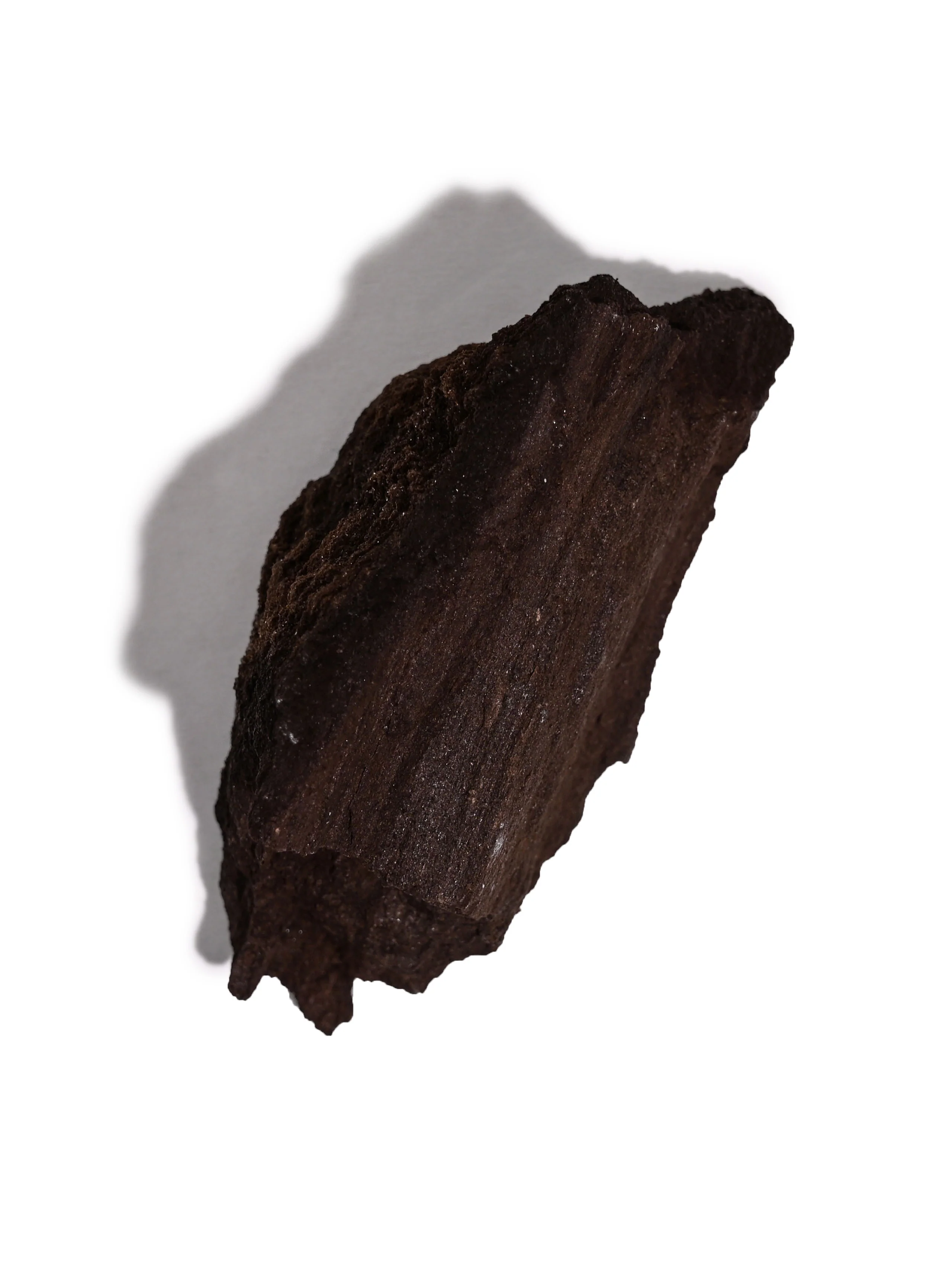 Permineralized Wood - Image 32