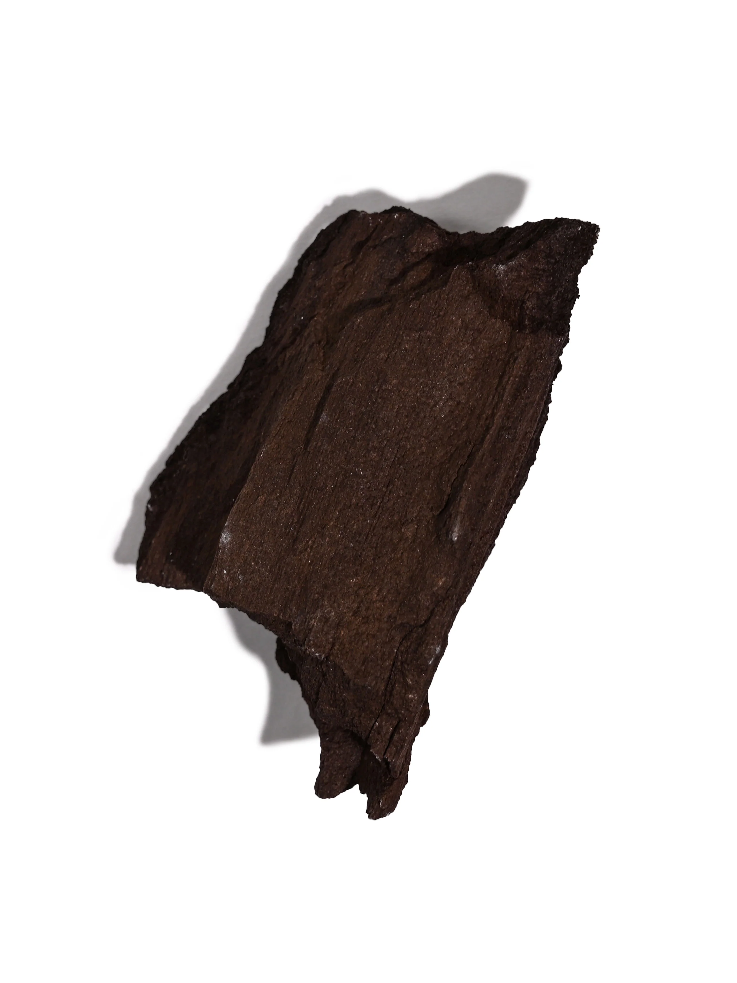 Permineralized Wood - Image 33
