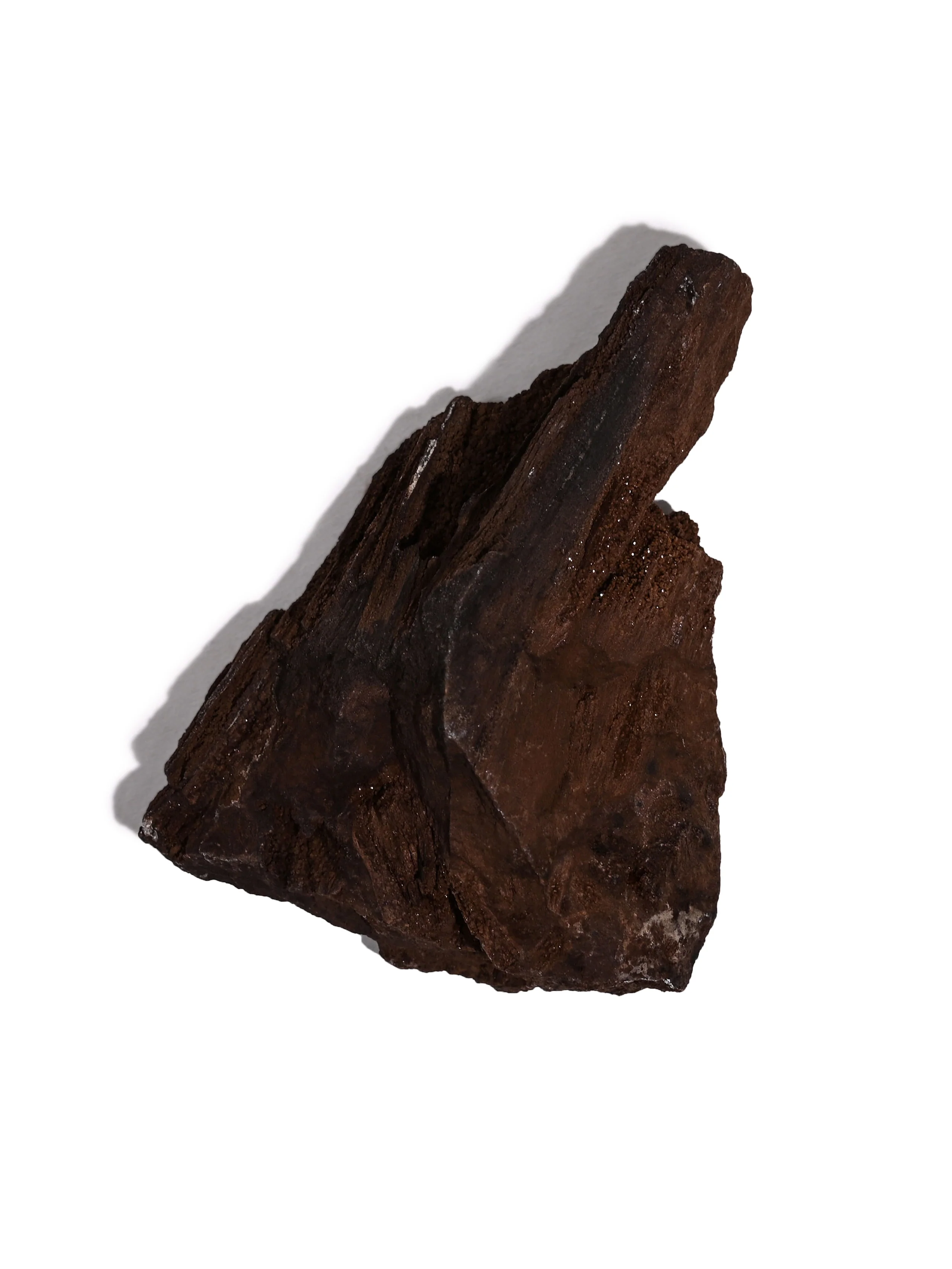Permineralized Wood - Image 52