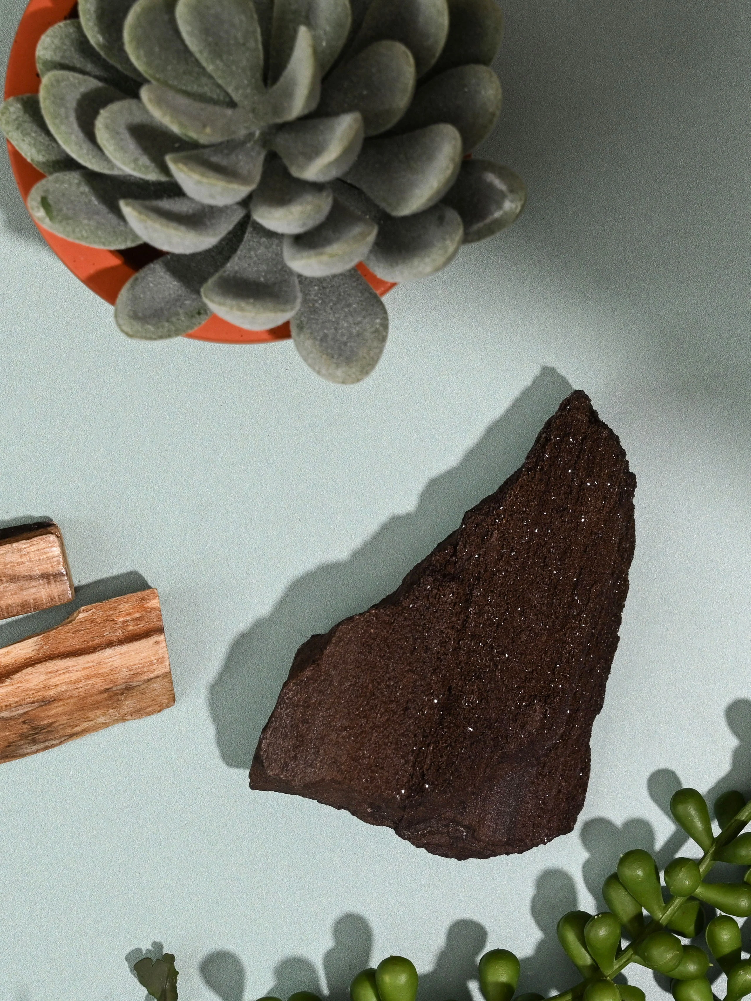 Permineralized Wood - Image 8