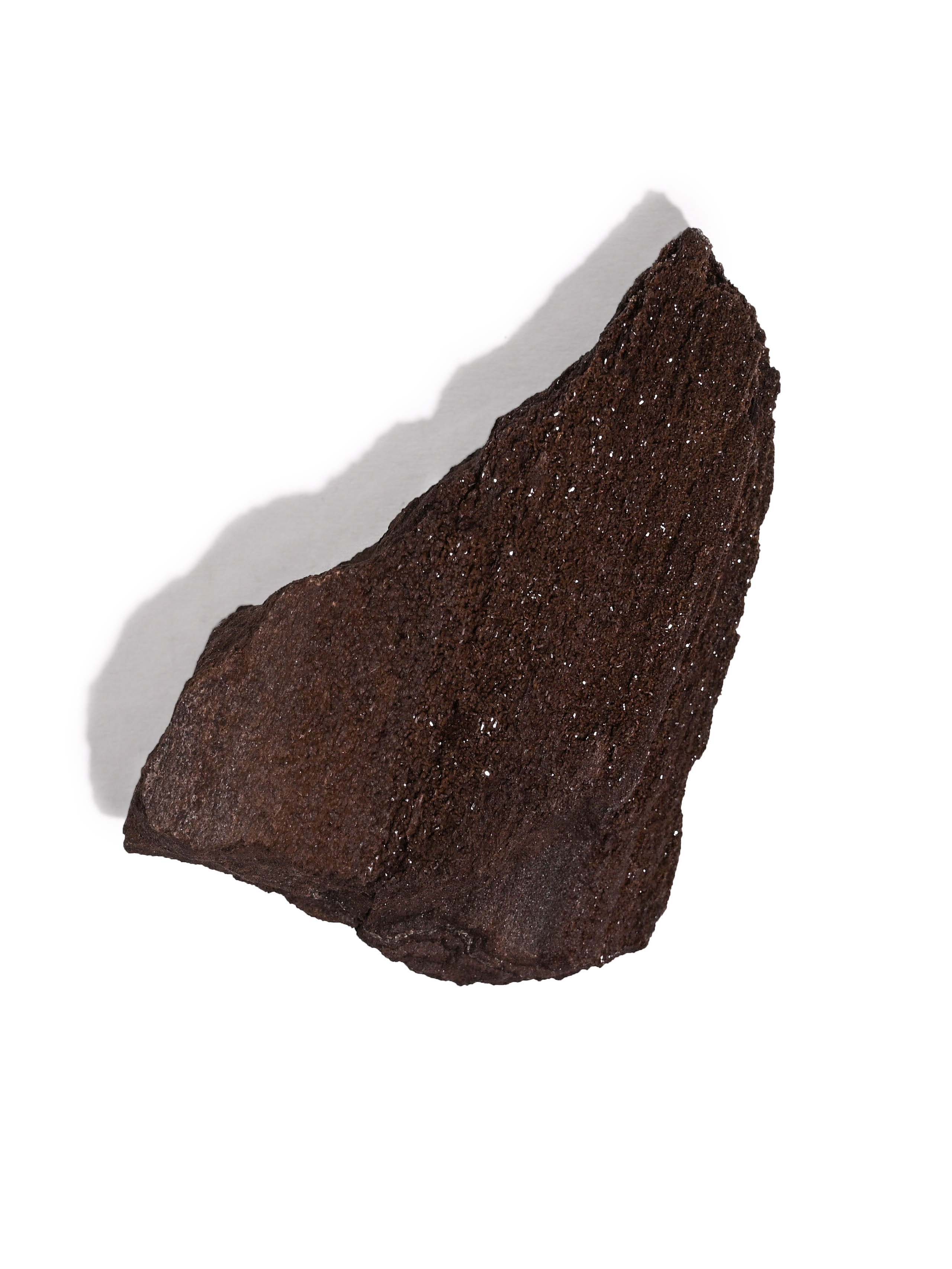 Permineralized Wood - Image 9