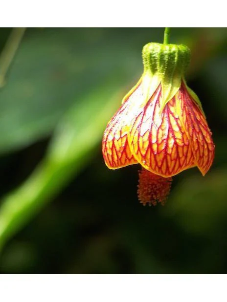 Peruvian Essence - Andean Bellflower - Image 2