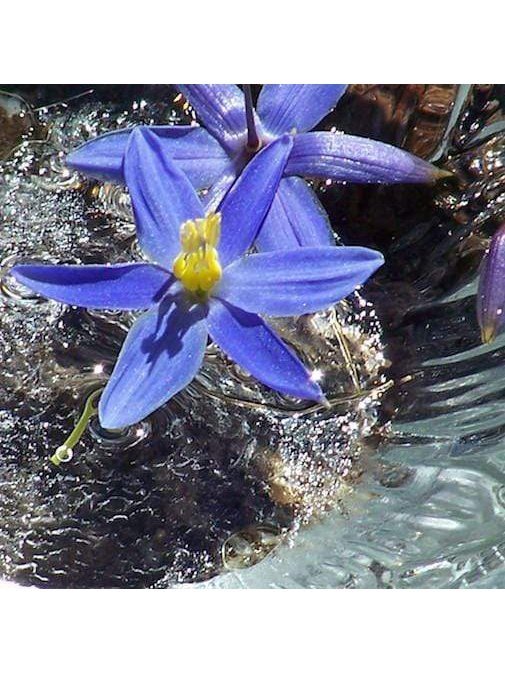 Peruvian Essence - Blue Mountain Flax - Image 2