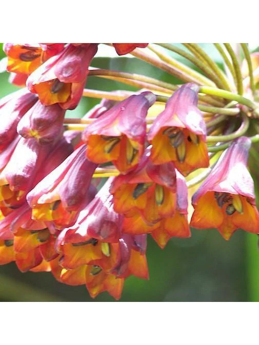 Peruvian Essence - Bomarea - Image 2