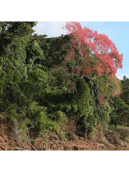 Peruvian Essence - Ceiba Tree - Image 2