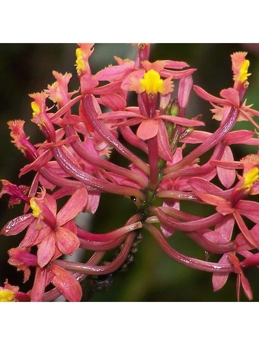Peruvian Essence - Epidendrum Secundum - Image 2