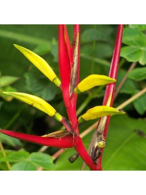 Peruvian Essence - Heliconia - Image 2
