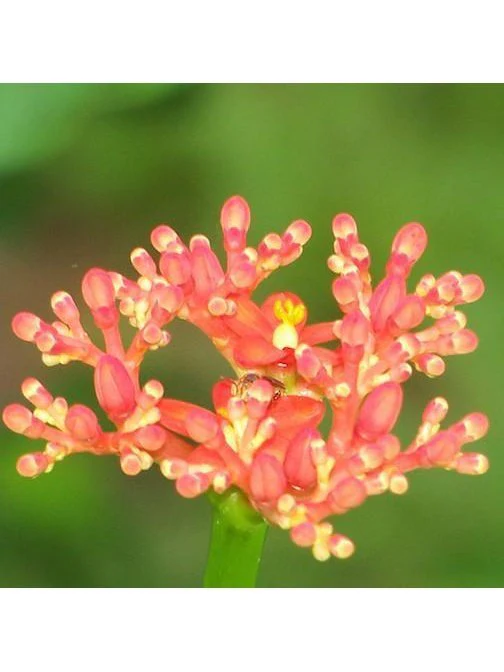 Peruvian Essence - Piñon Braseleyo - Image 2
