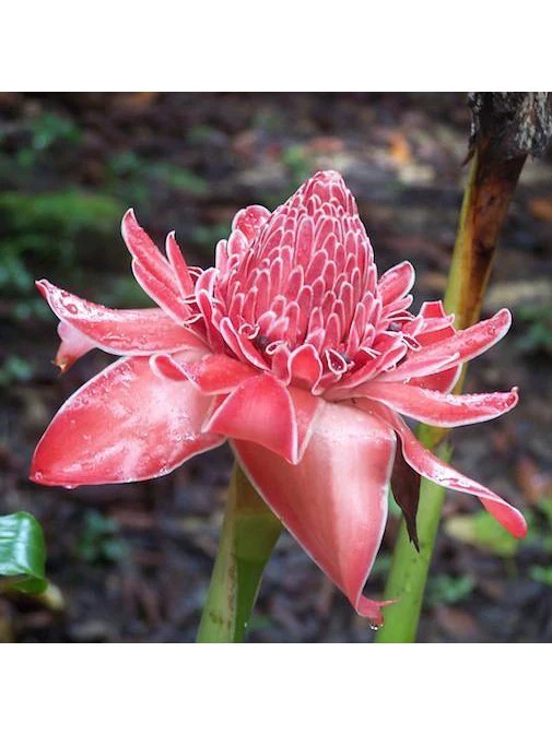 Peruvian Essence - Torch Ginger - Image 2