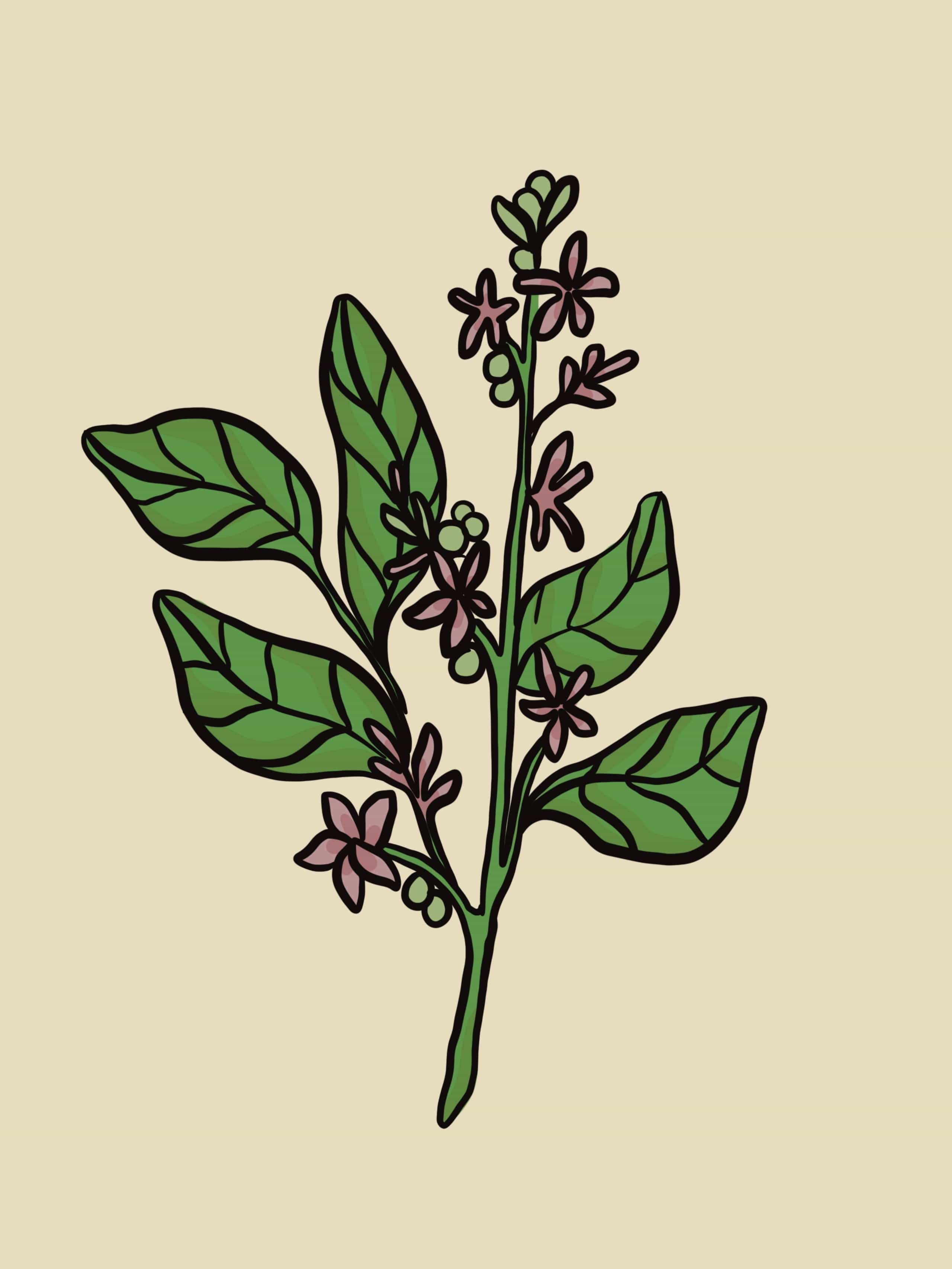 Peruvian Rosewood Essential Oil - Image 9