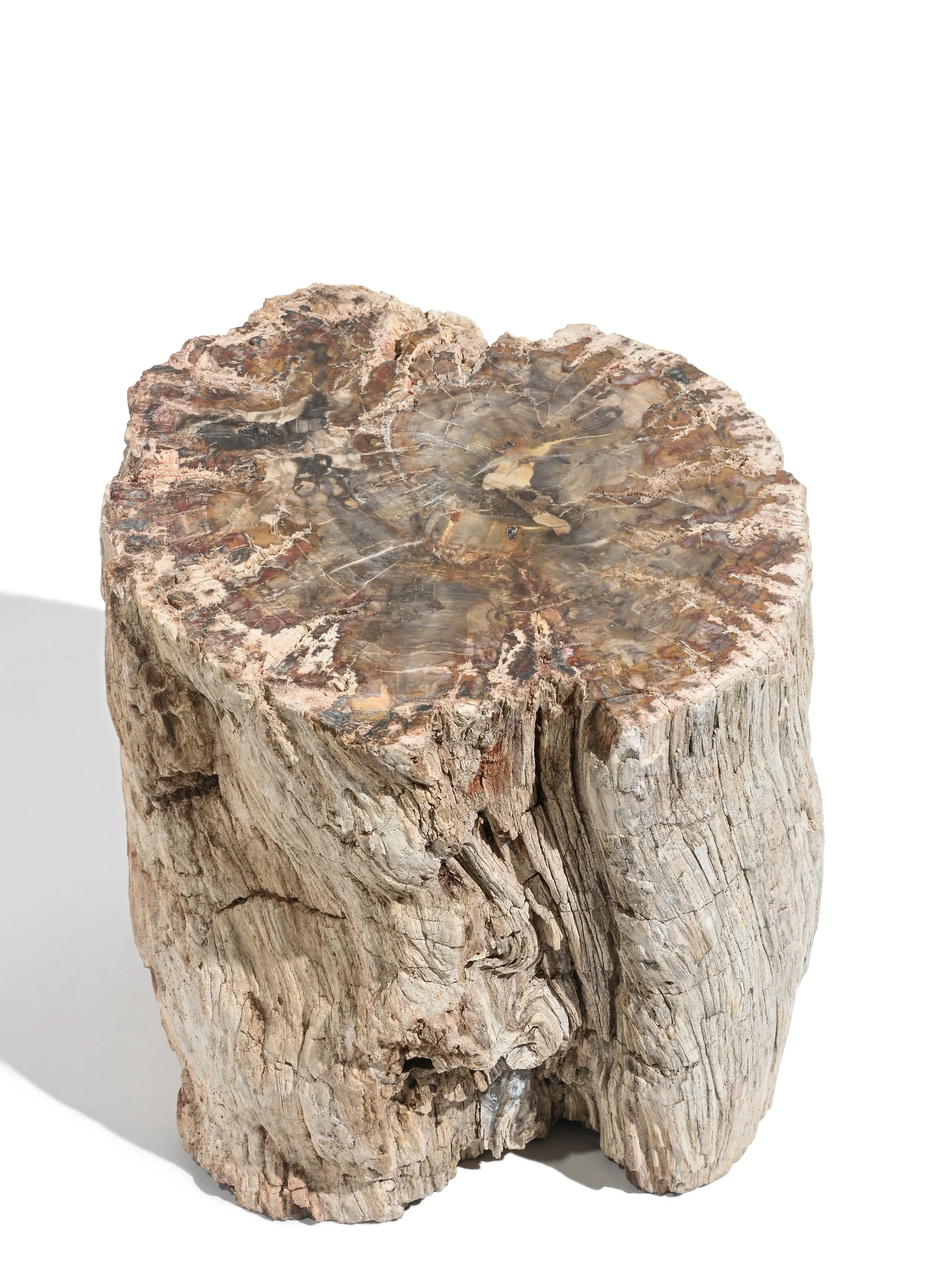 Petrified Wood Branches - Image 10