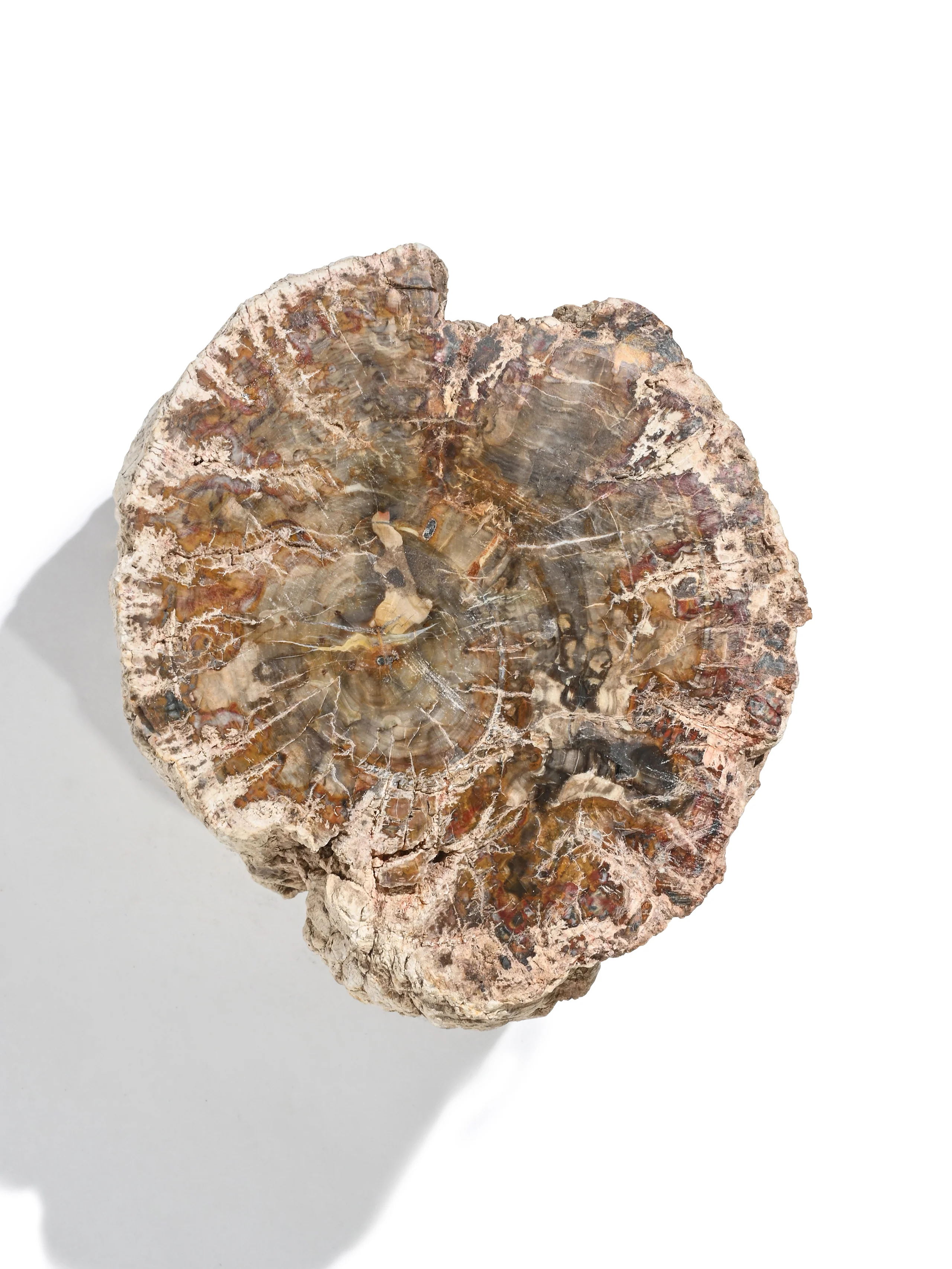Petrified Wood Branches - Image 11