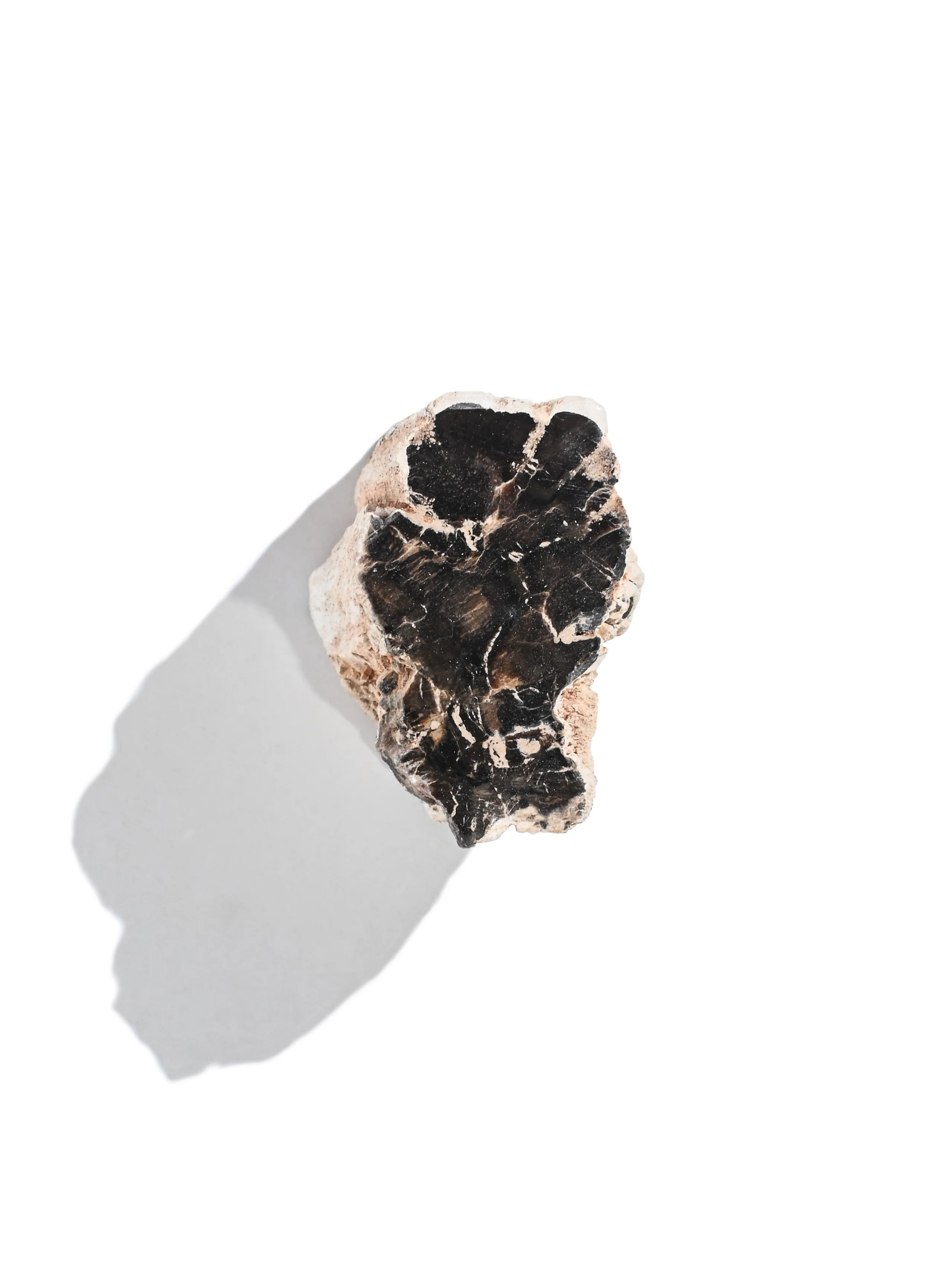 Petrified Wood Branches - Image 12