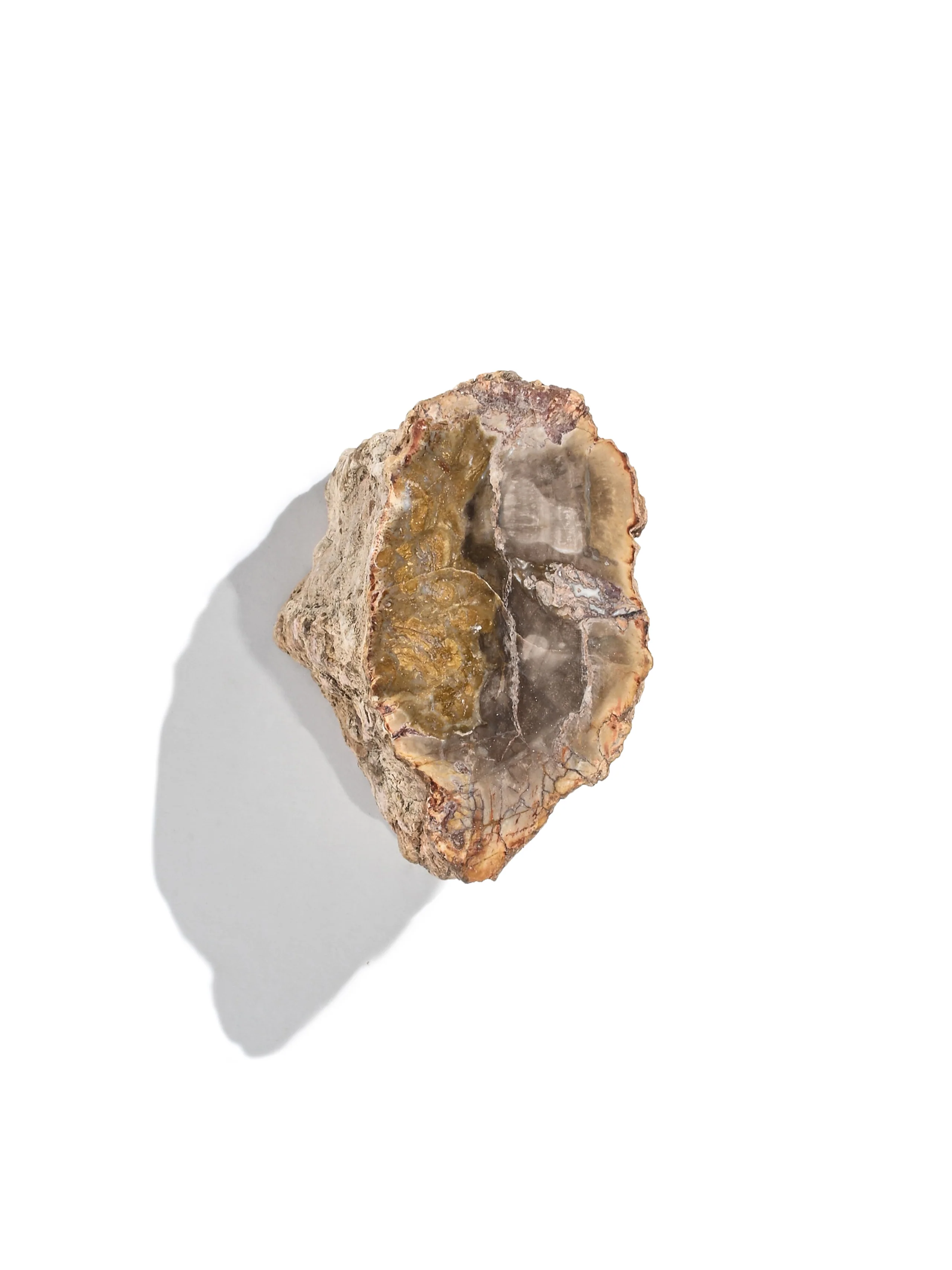 Petrified Wood Branches - Image 13