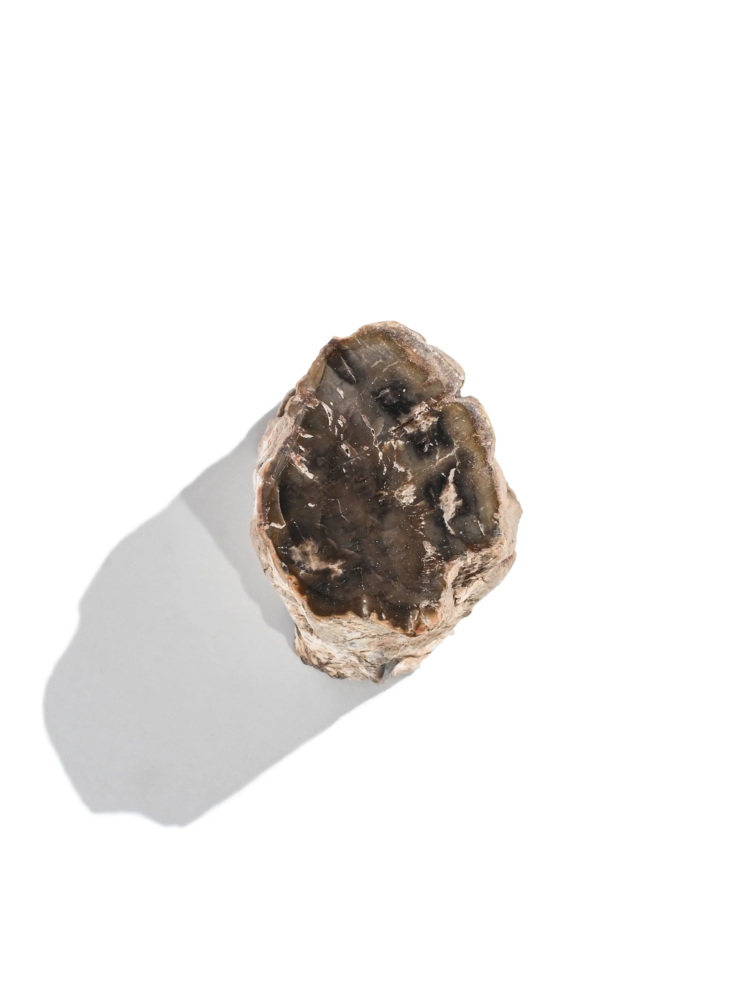 Petrified Wood Branches - Image 14