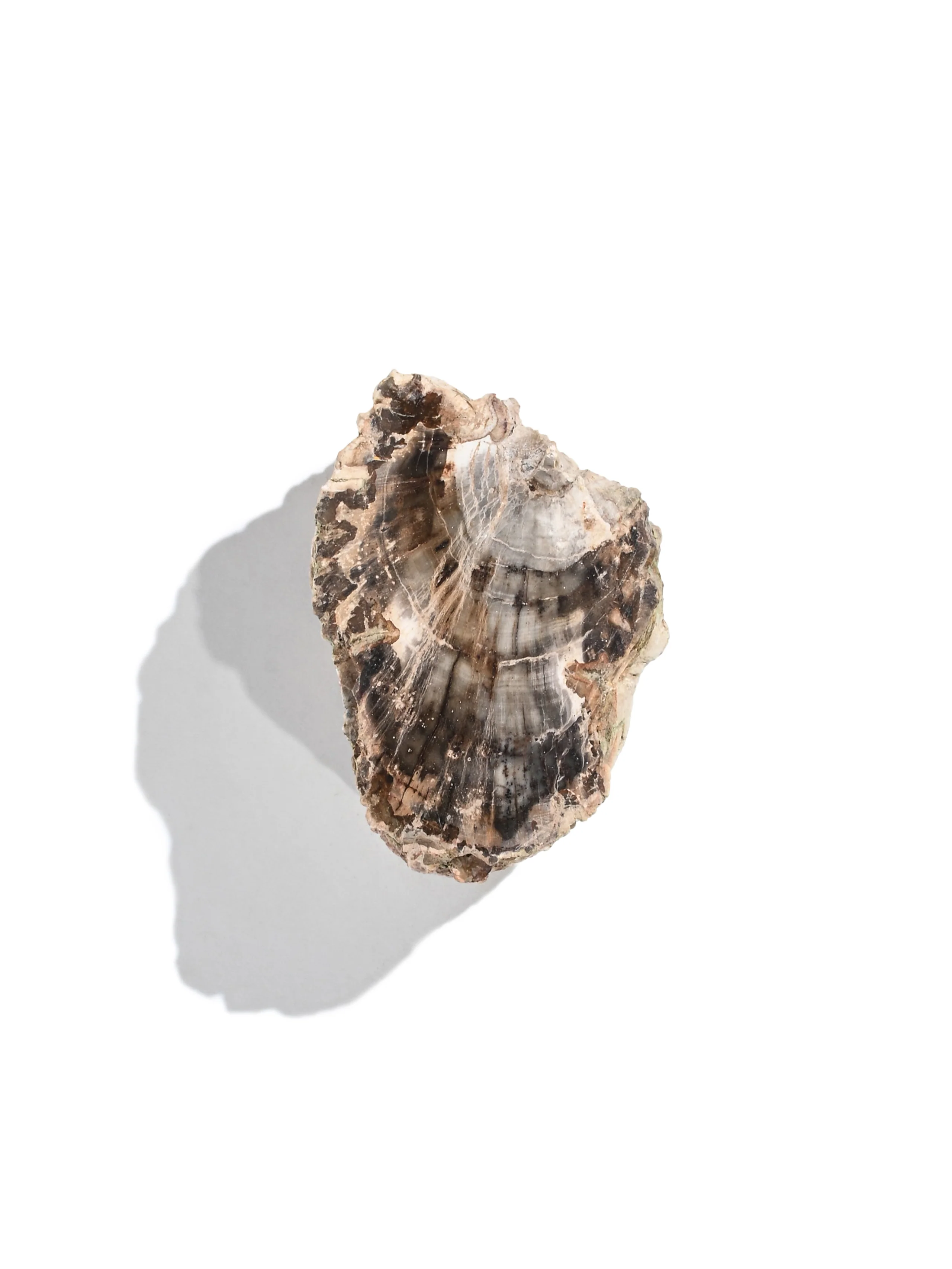 Petrified Wood Branches - Image 15