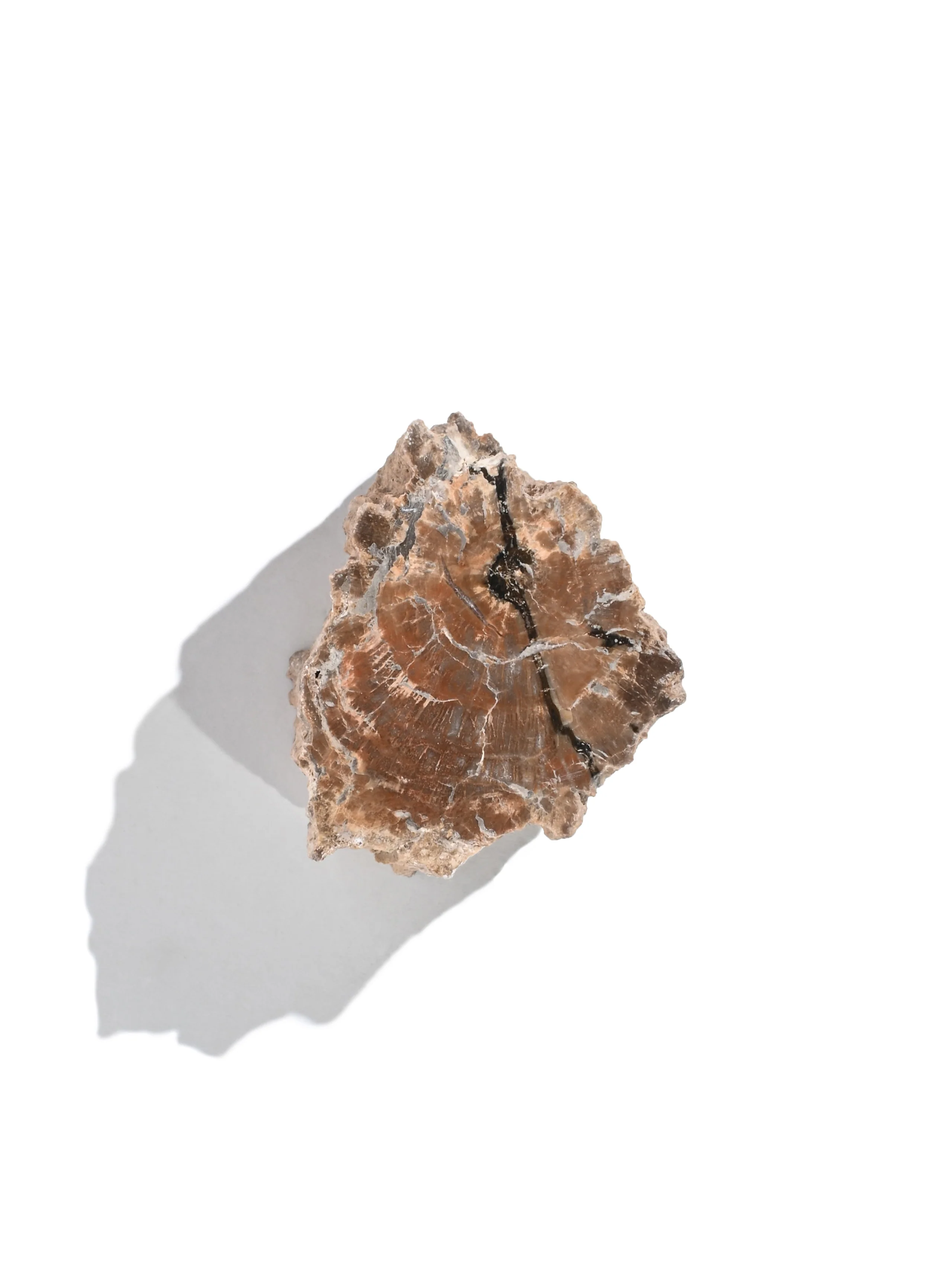 Petrified Wood Branches - Image 16