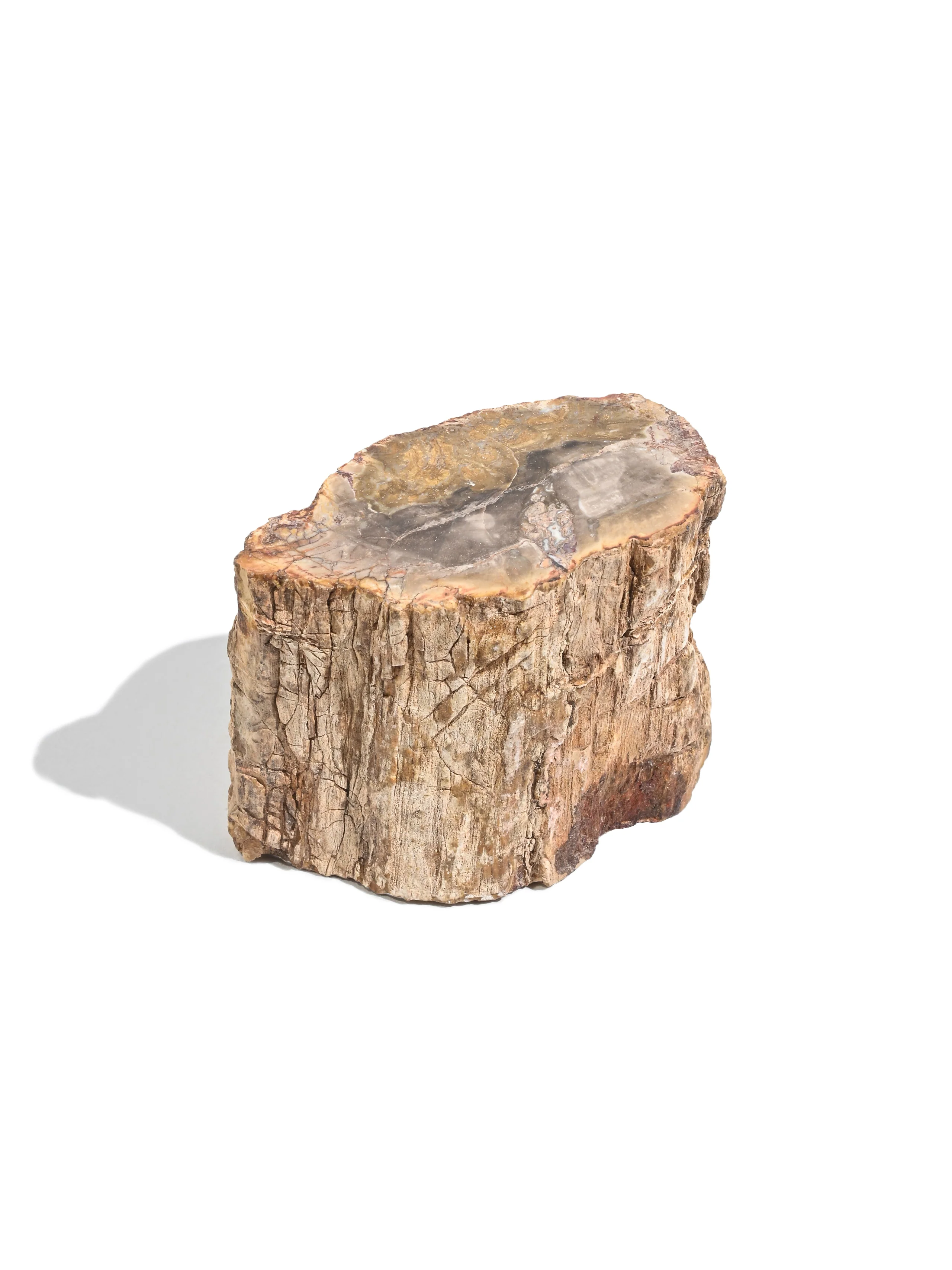 Petrified Wood Branches - Image 17