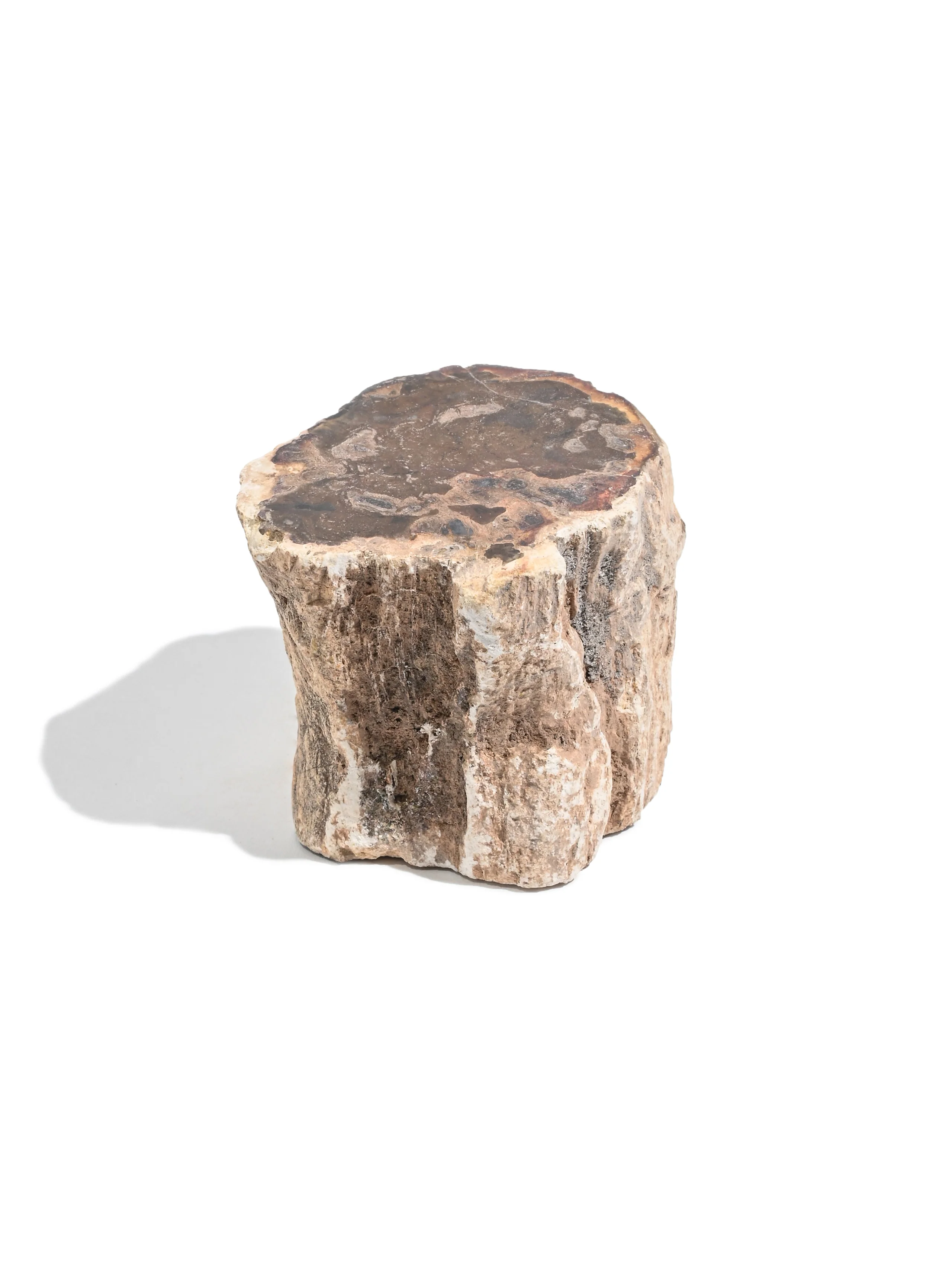 Petrified Wood Branches - Image 18