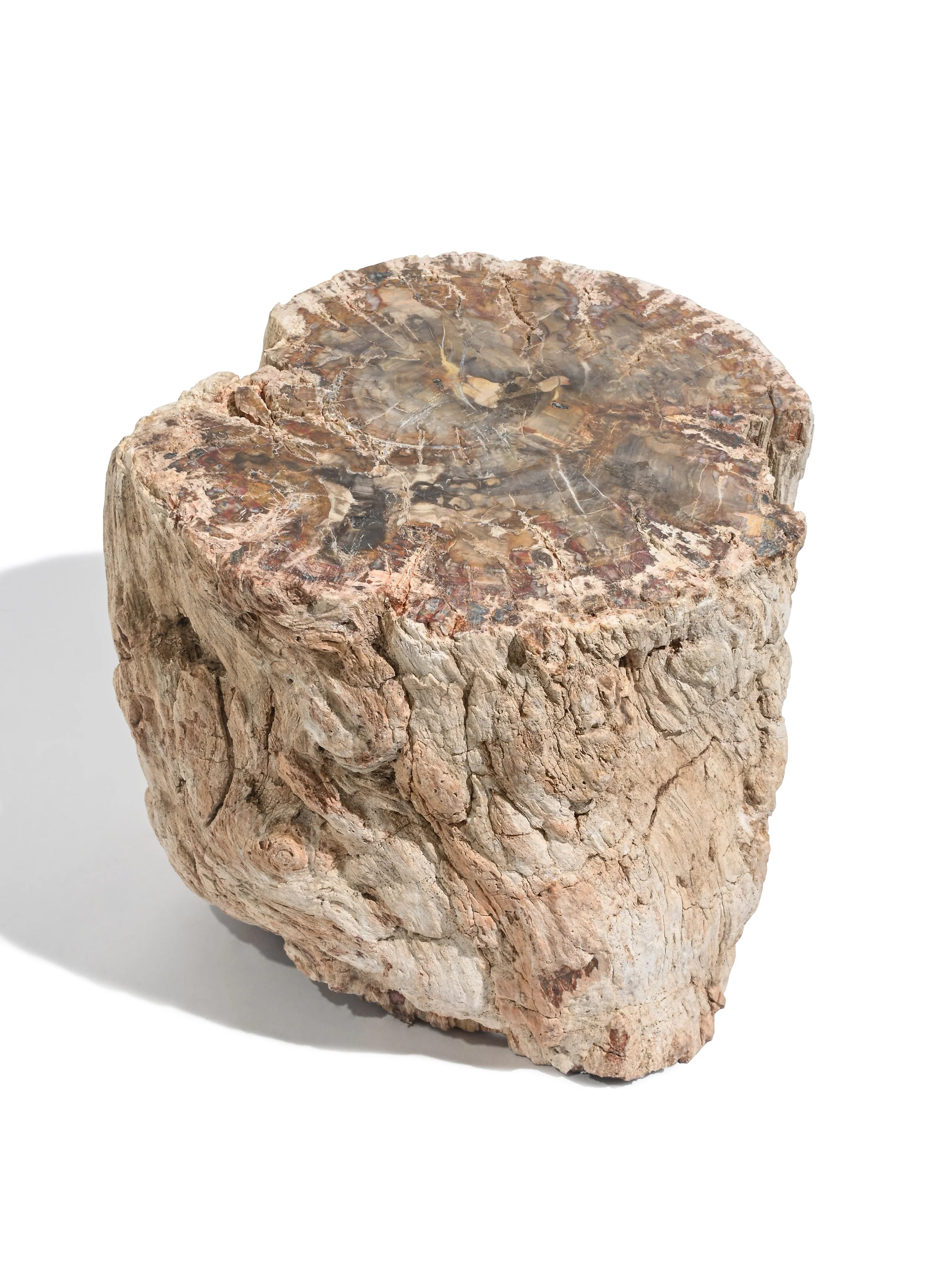 Petrified Wood Branches - Image 19