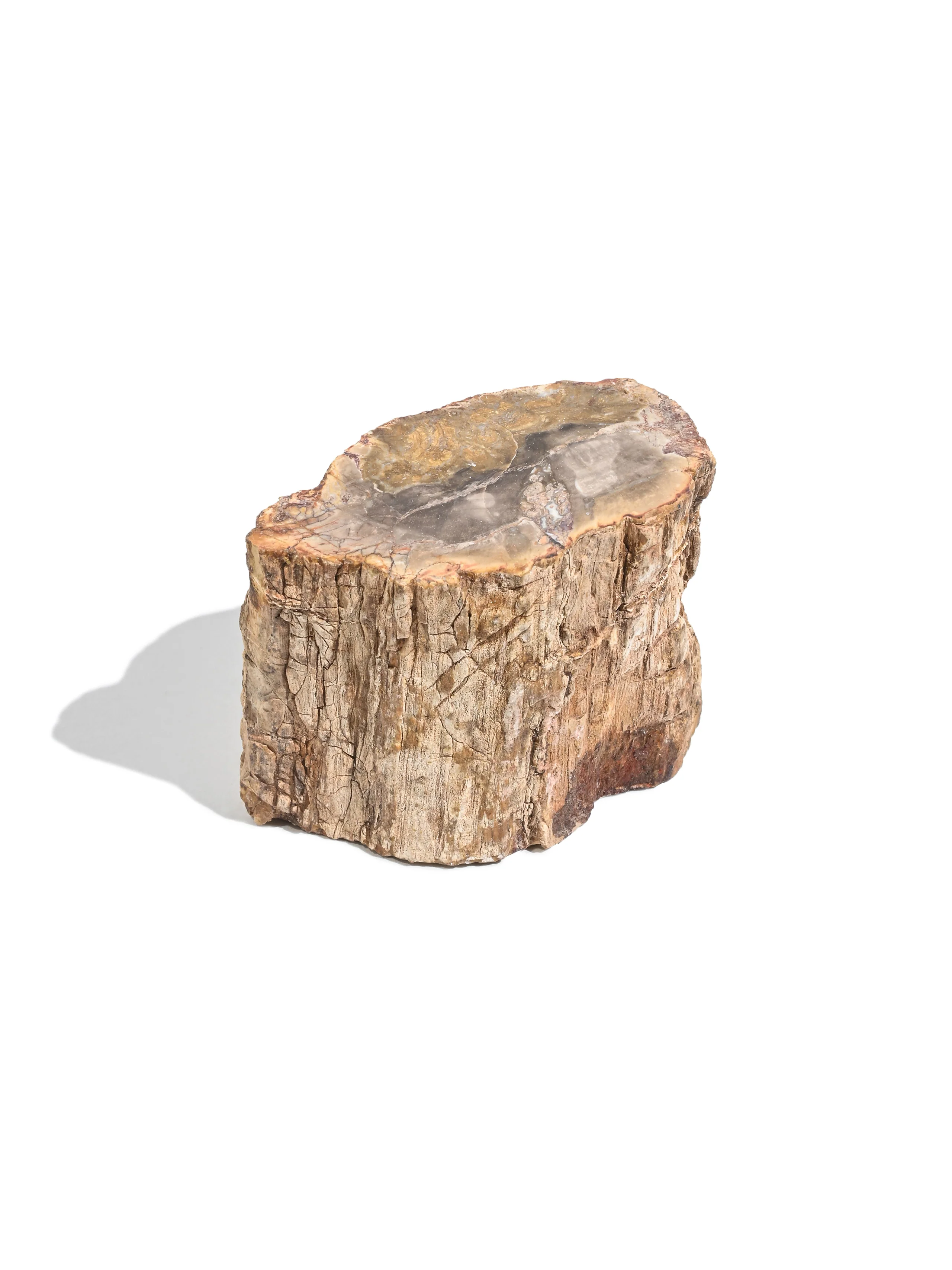 Petrified Wood Branches - Image 20