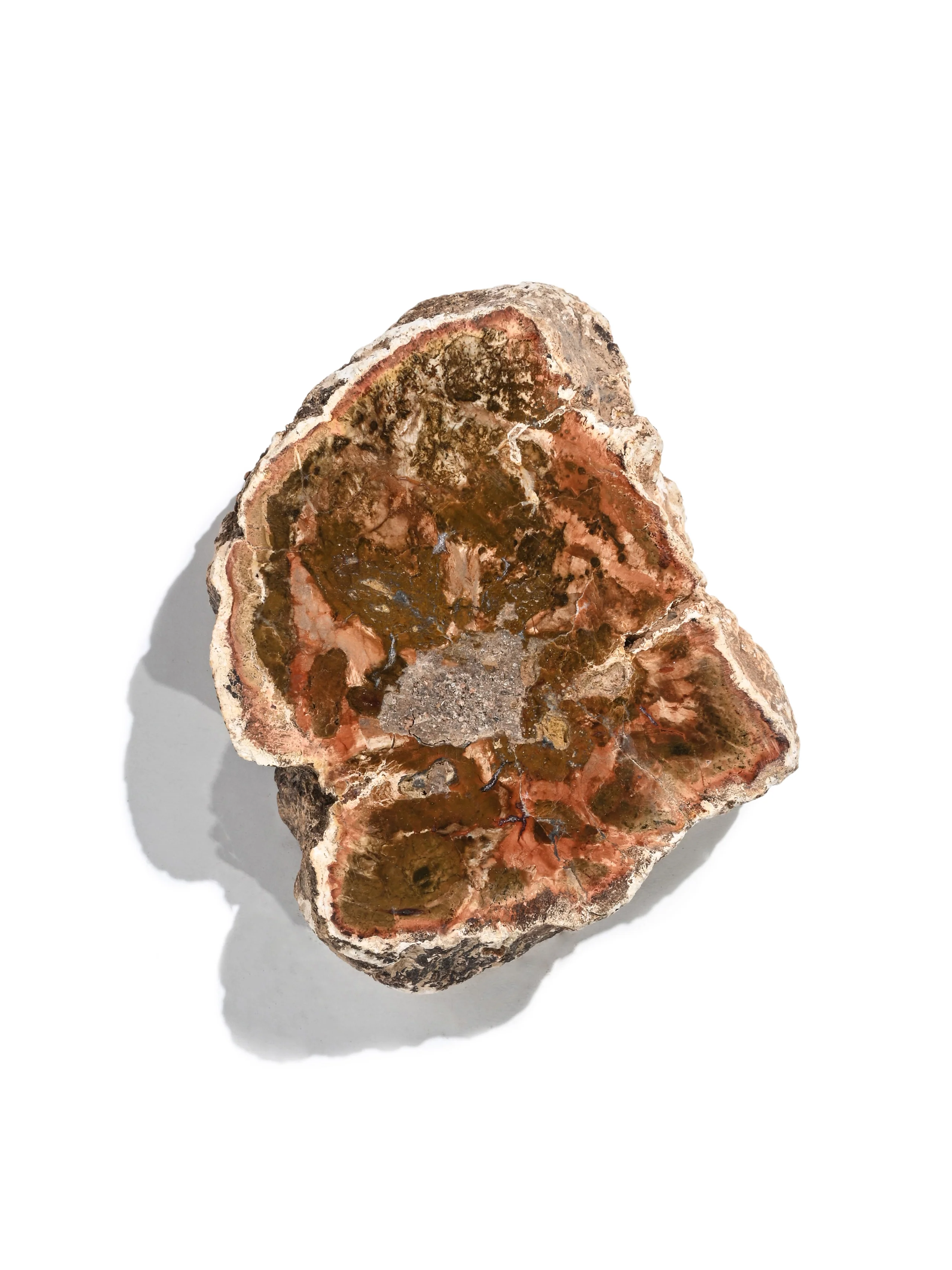 Petrified Wood Branches - Image 21