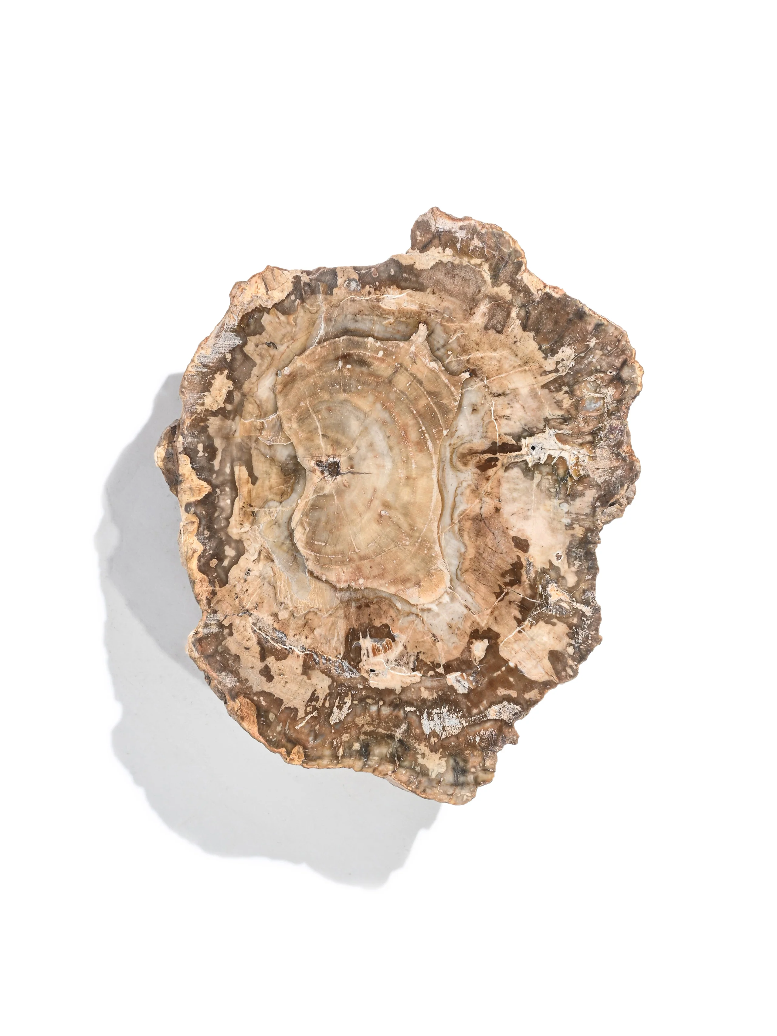 Petrified Wood Branches - Image 22