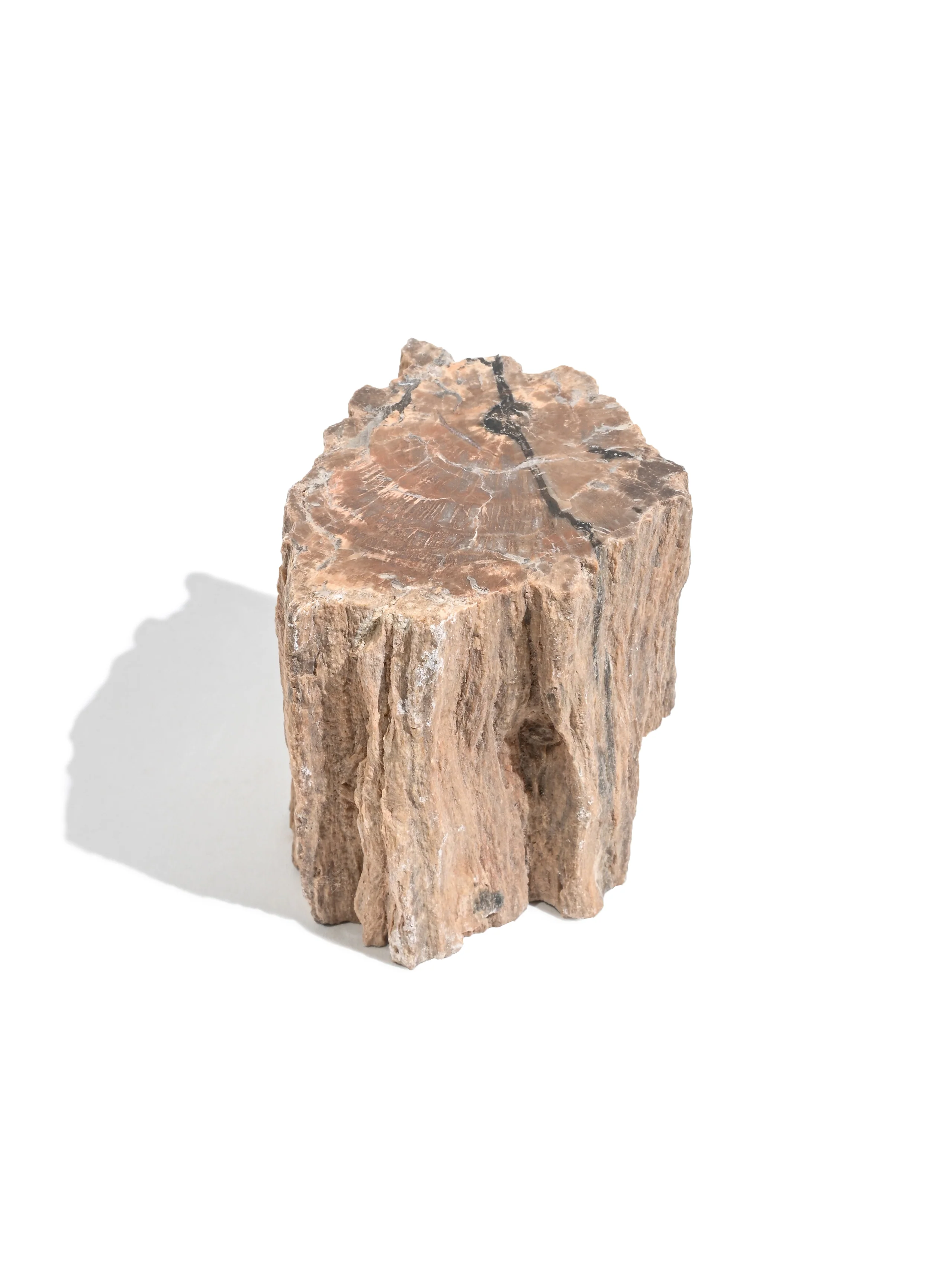 Petrified Wood Branches - Image 24