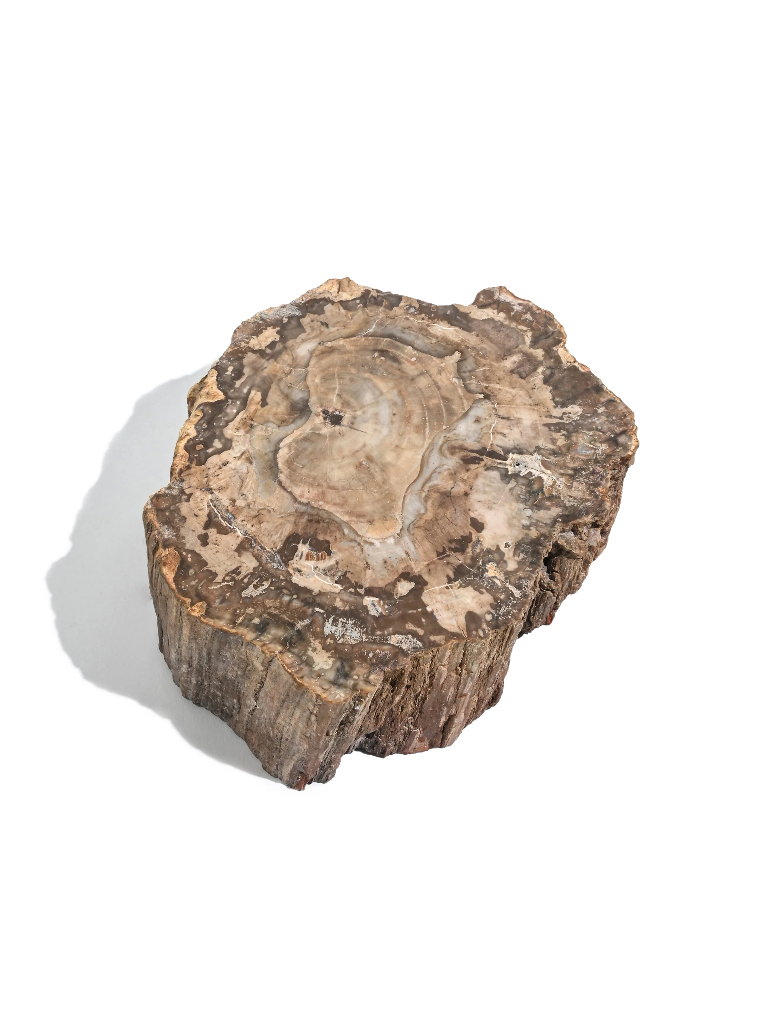 Petrified Wood Branches - Image 25