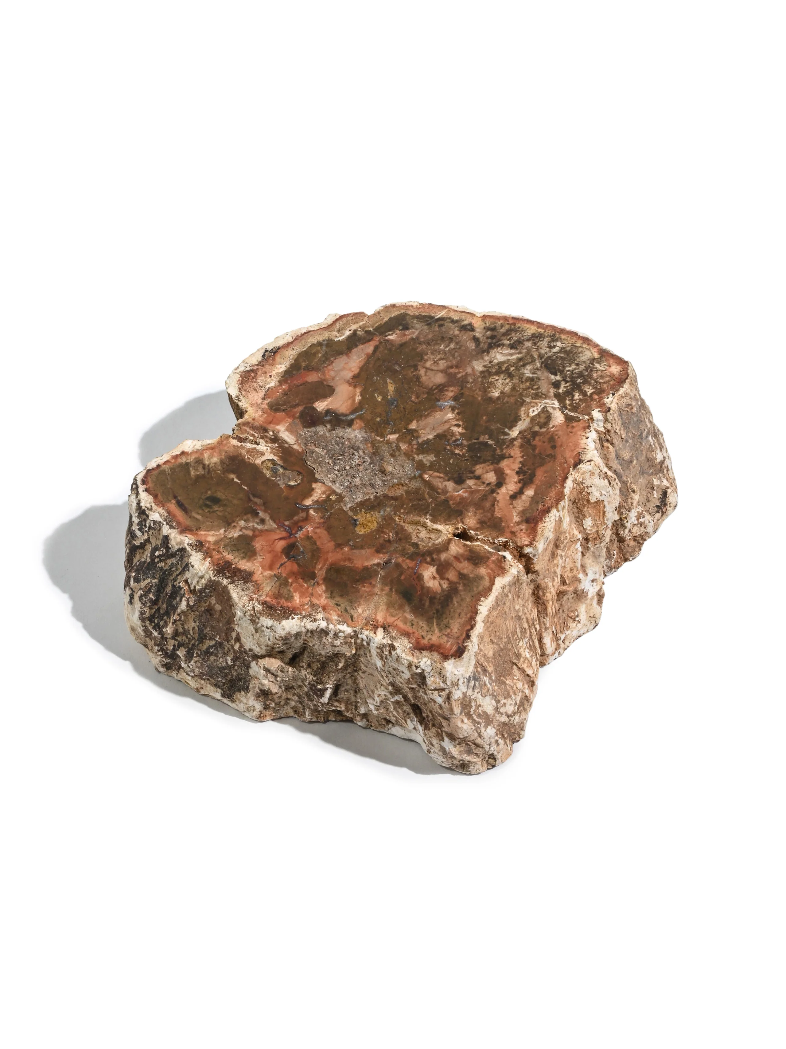 Petrified Wood Branches - Image 27