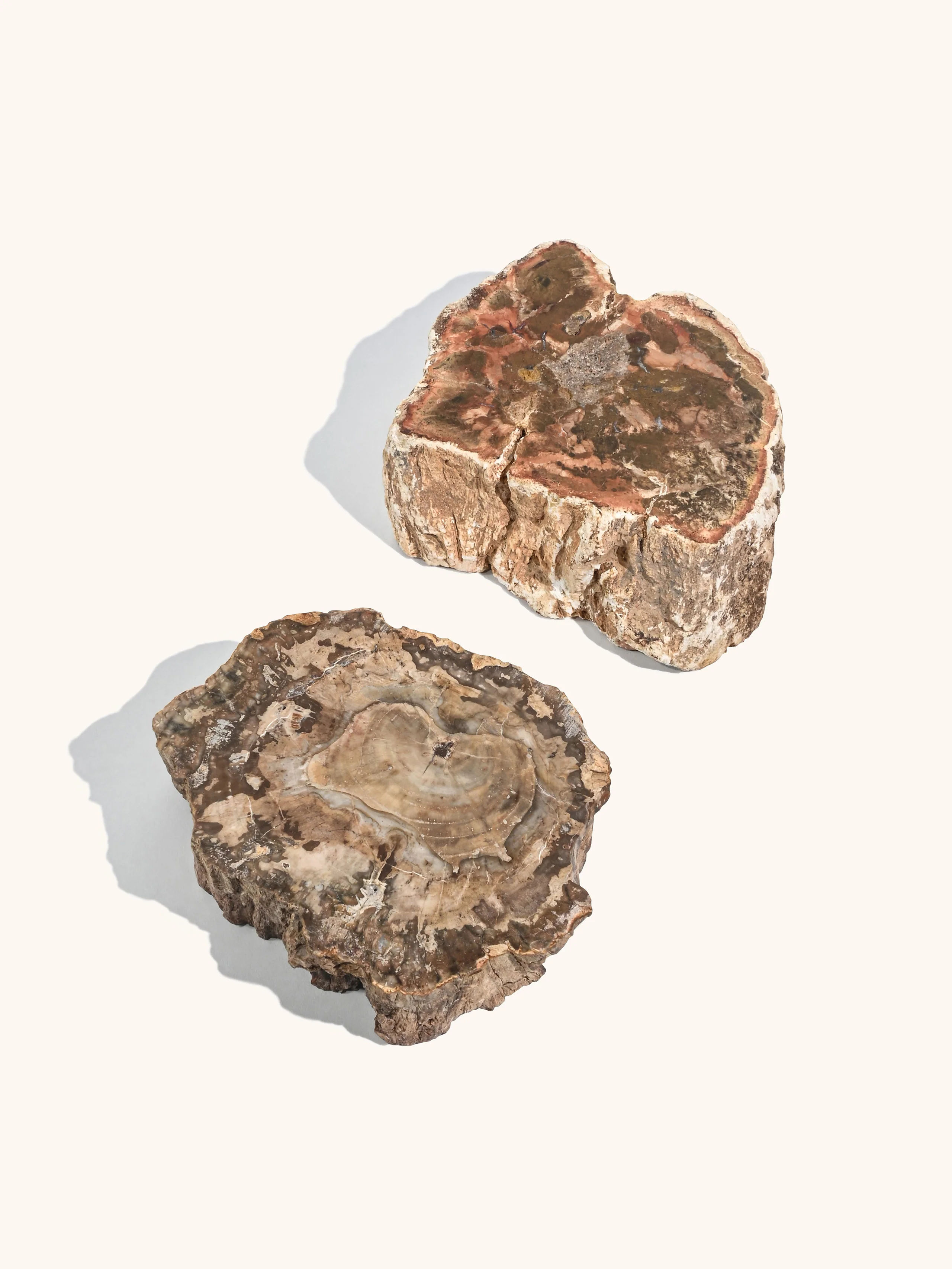 Petrified Wood Branches - Image 29