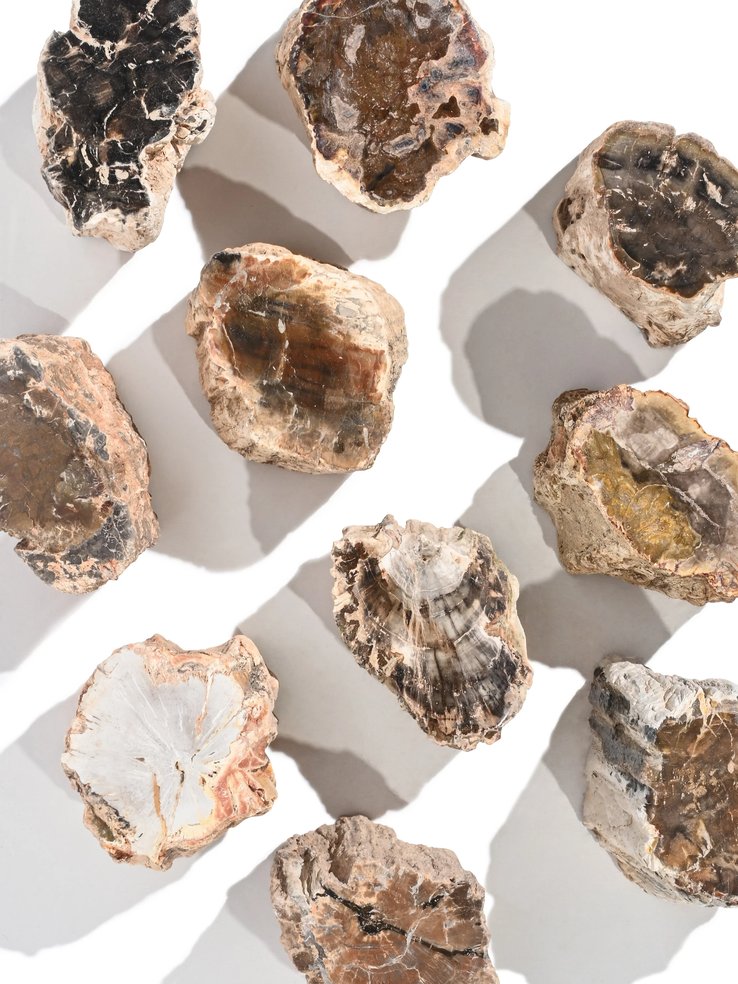Petrified Wood Branches - Image 3