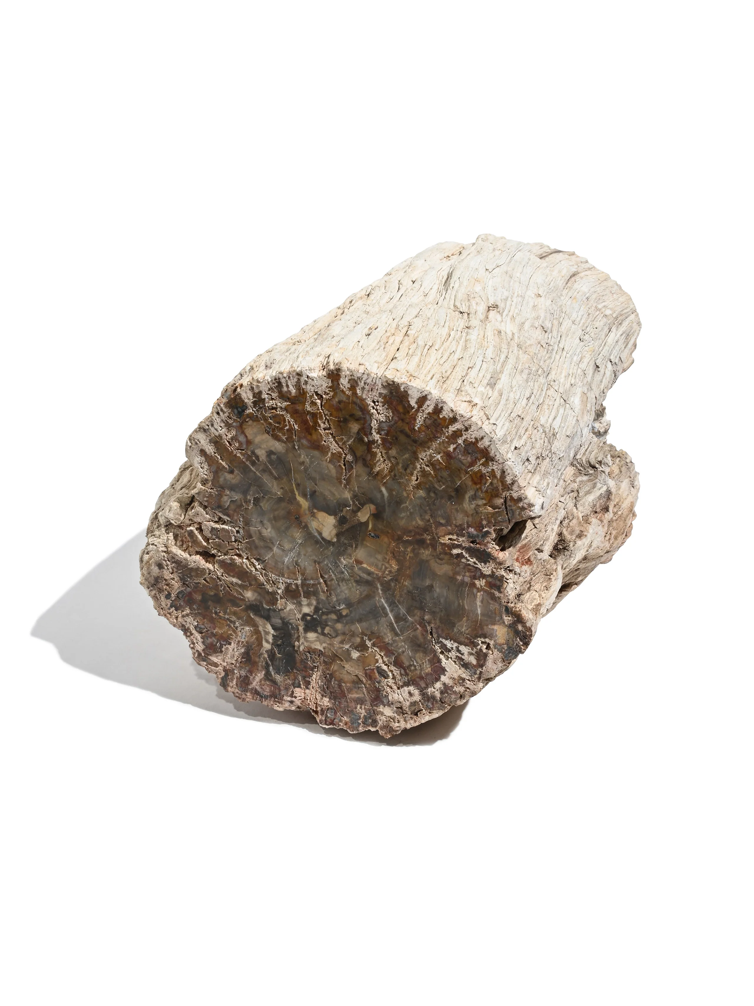 Petrified Wood Branches - Image 30