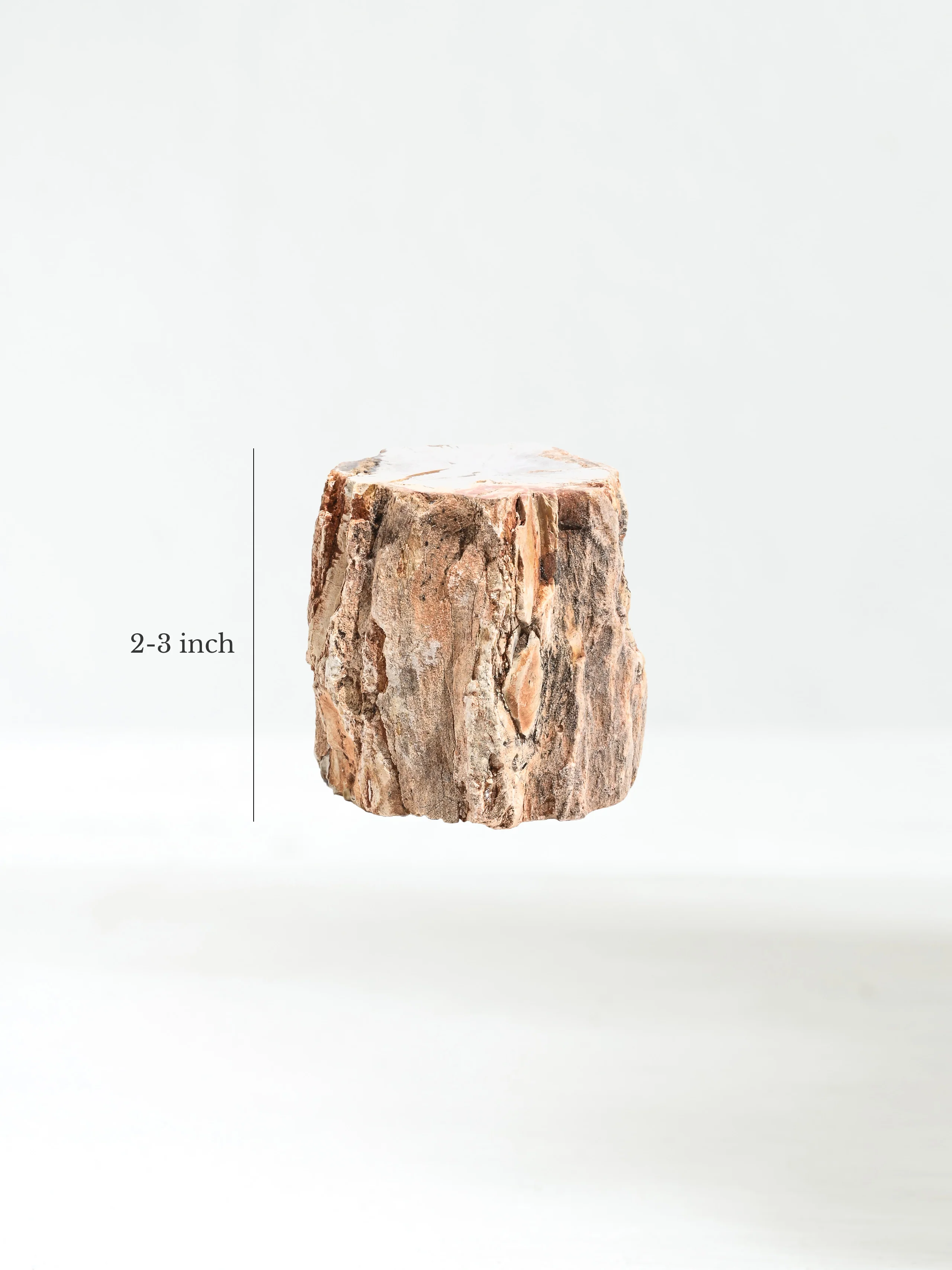 Petrified Wood Branches - Image 31