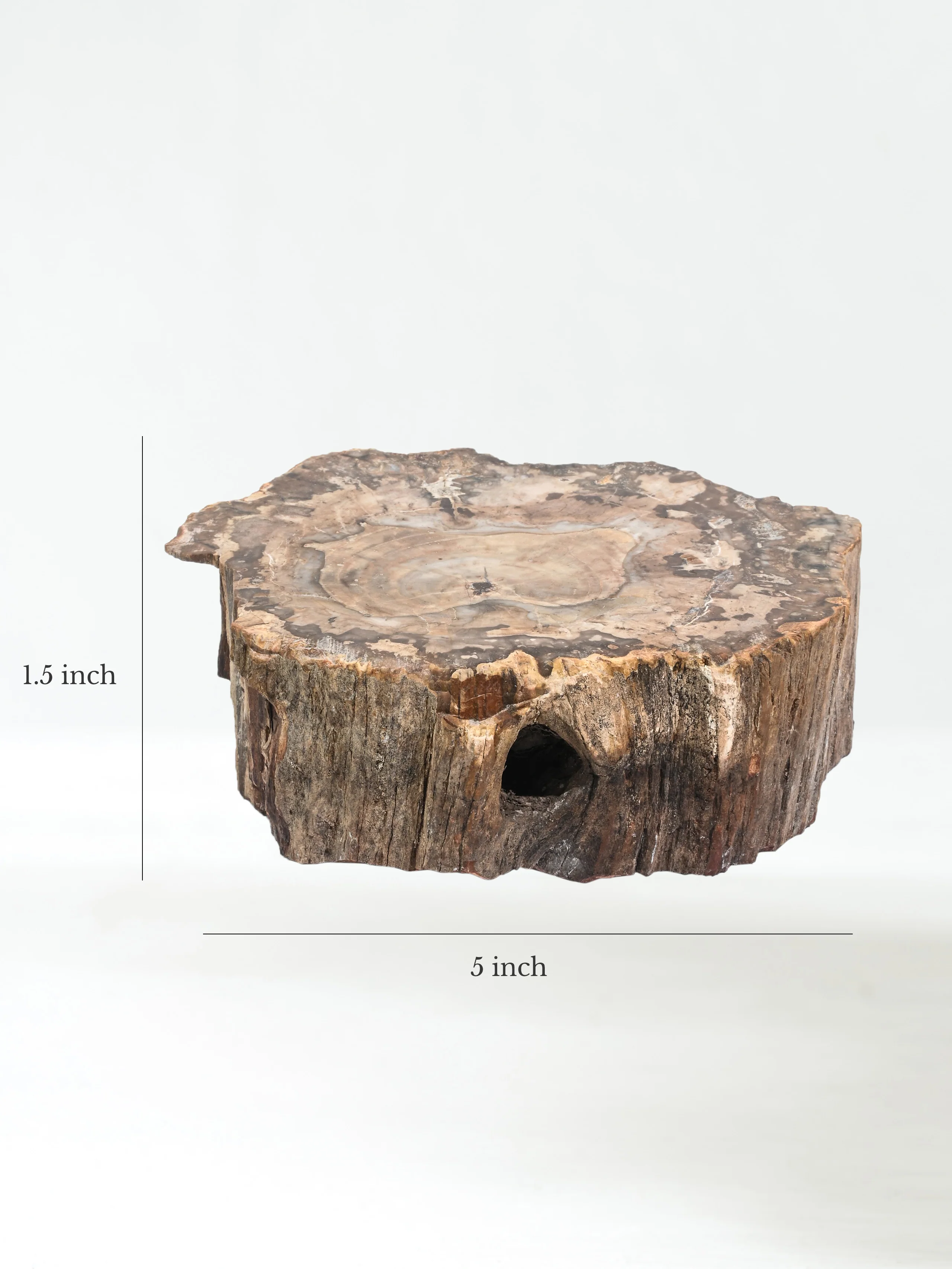 Petrified Wood Branches - Image 33