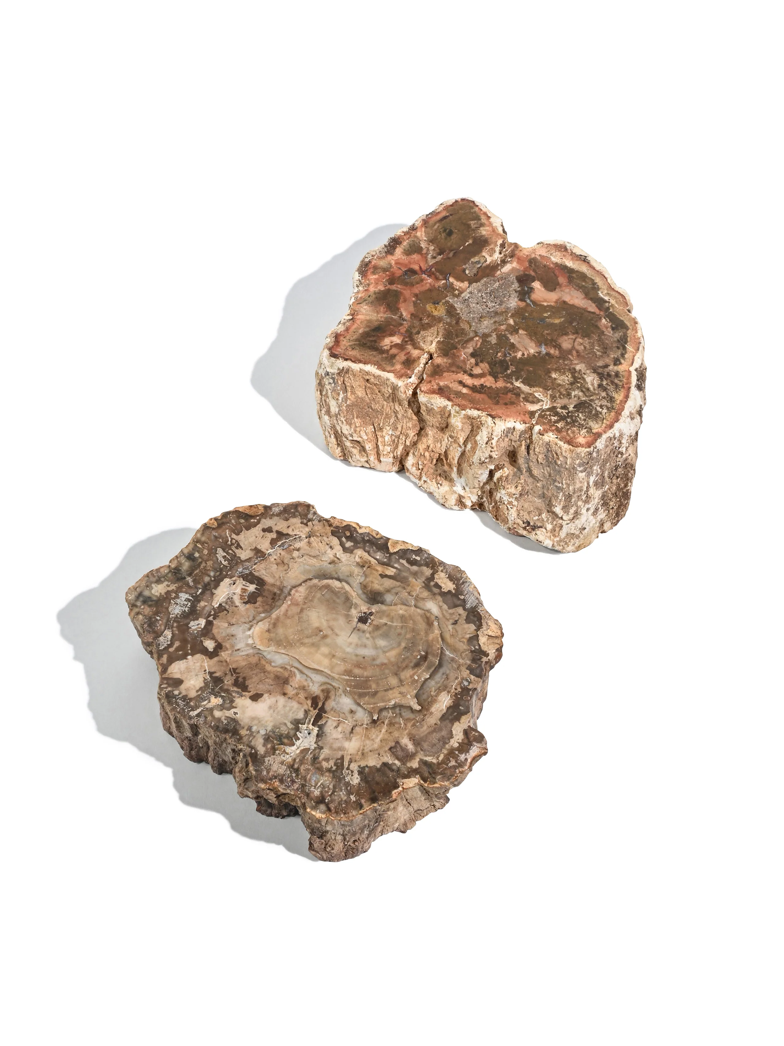 Petrified Wood Branches - Image 4