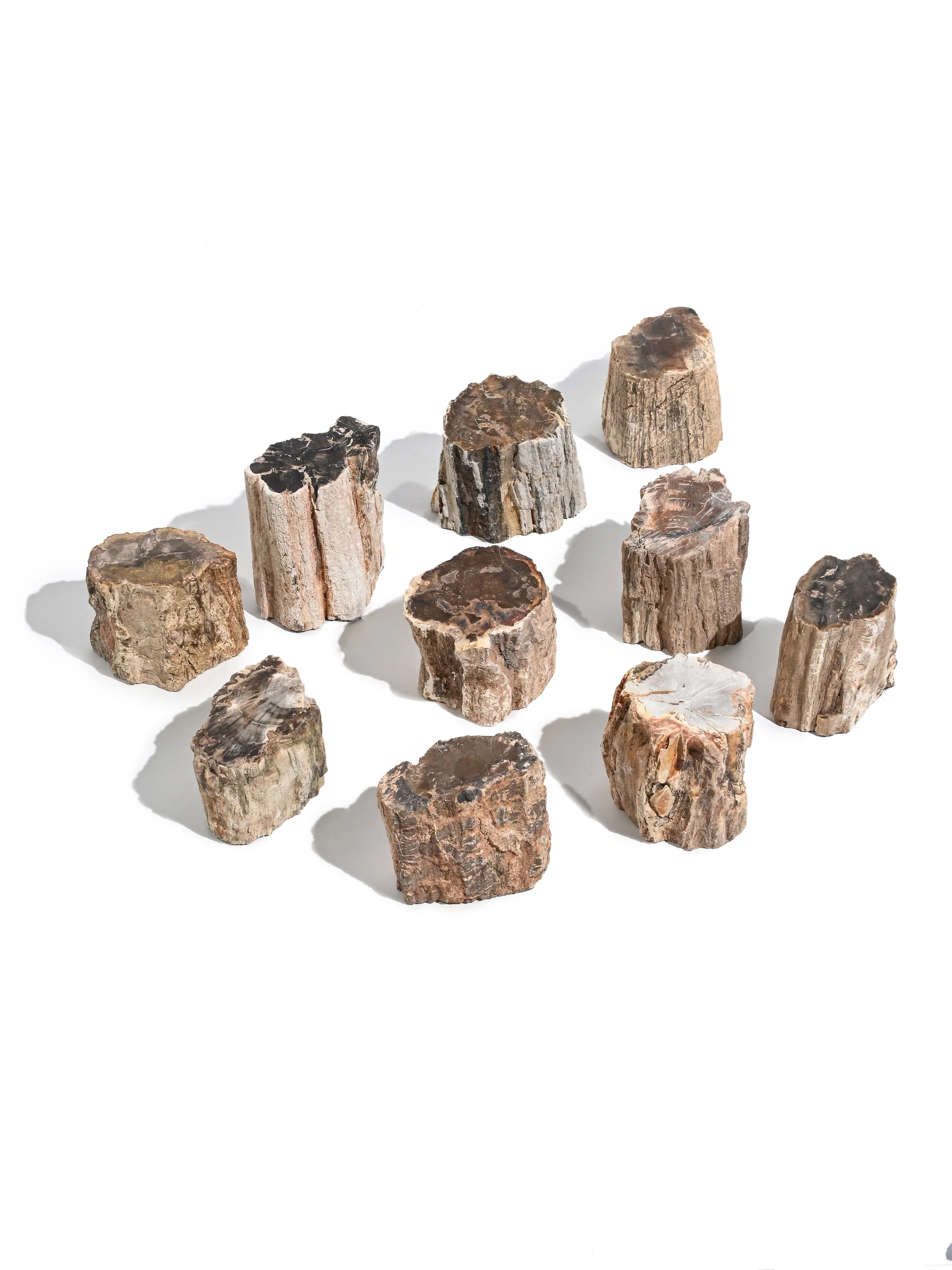 Petrified Wood Branches - Image 5